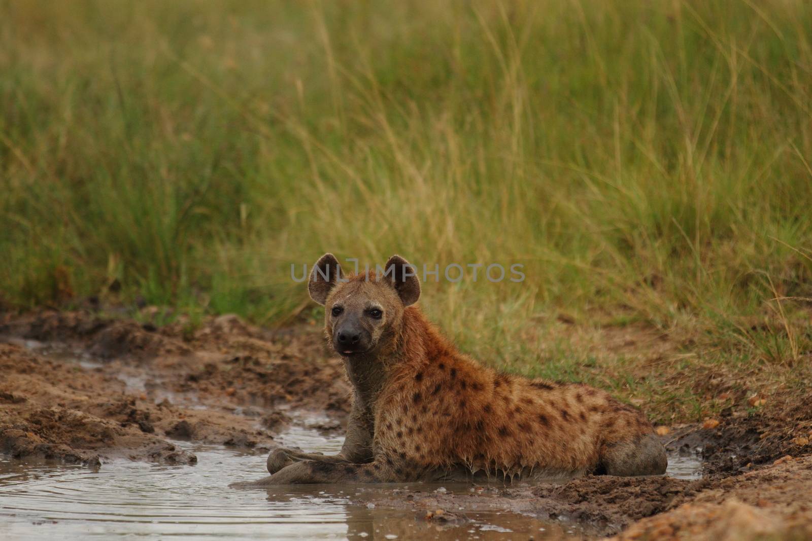 Hyena in the wilderness by ozkanzozmen