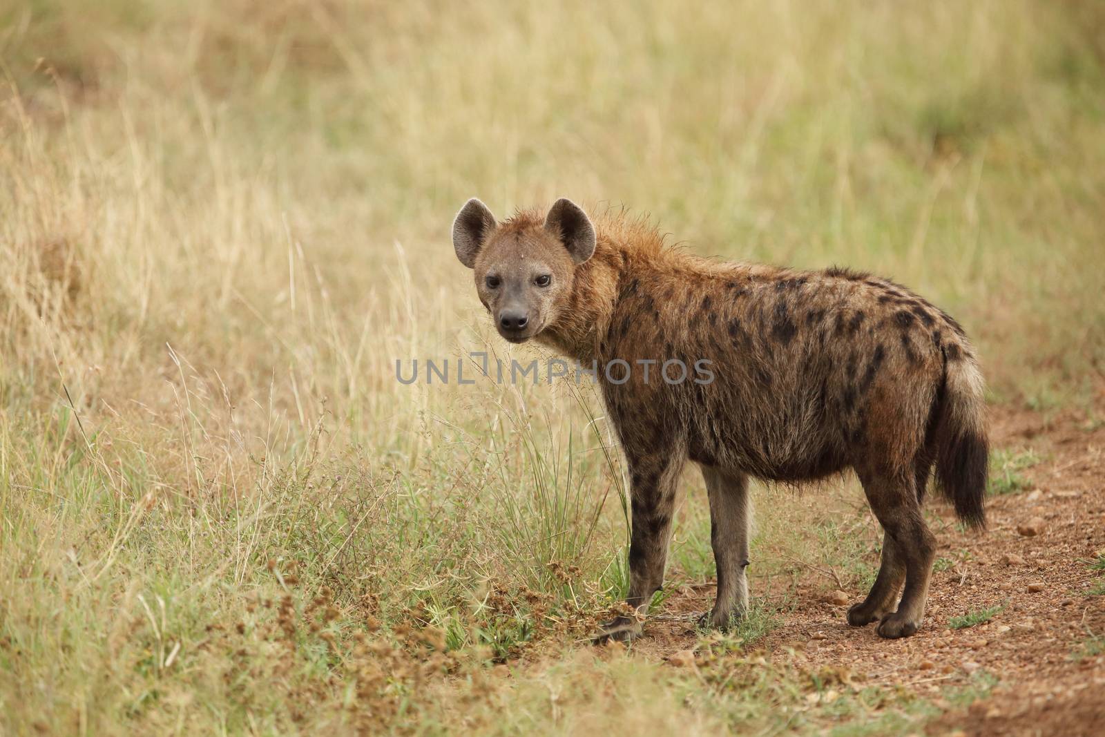 Hyena in the wilderness by ozkanzozmen
