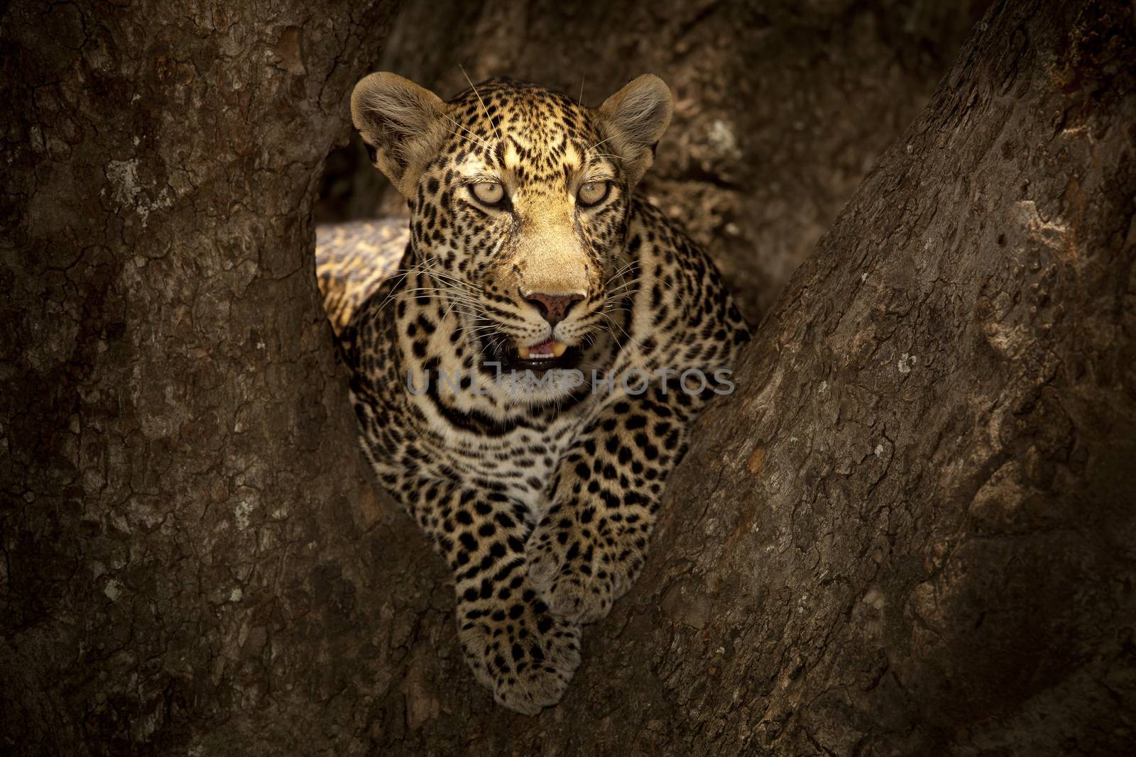 Leopard on tree in the wilderness of Africa