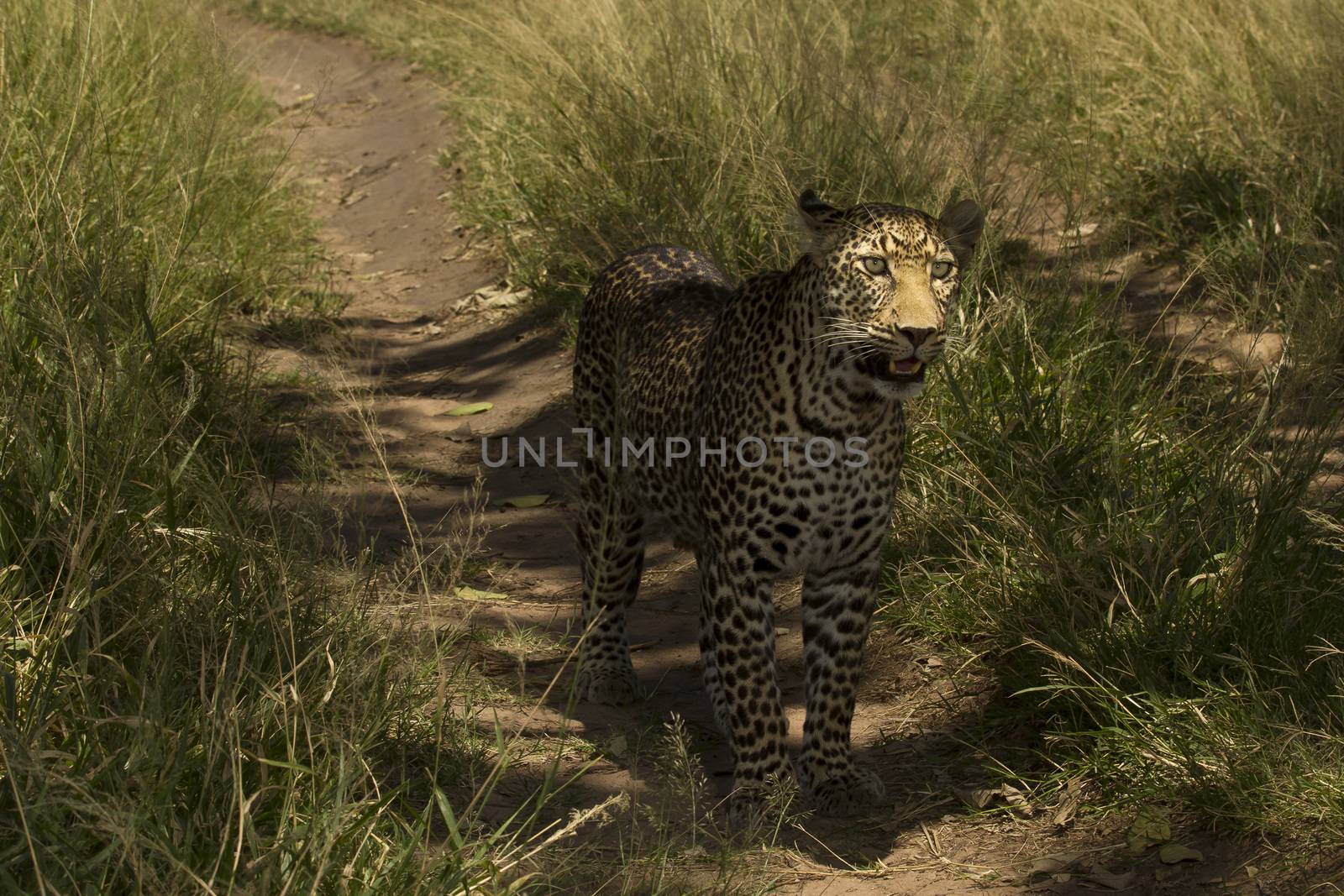 Leopard in the wilderness of Africa by ozkanzozmen