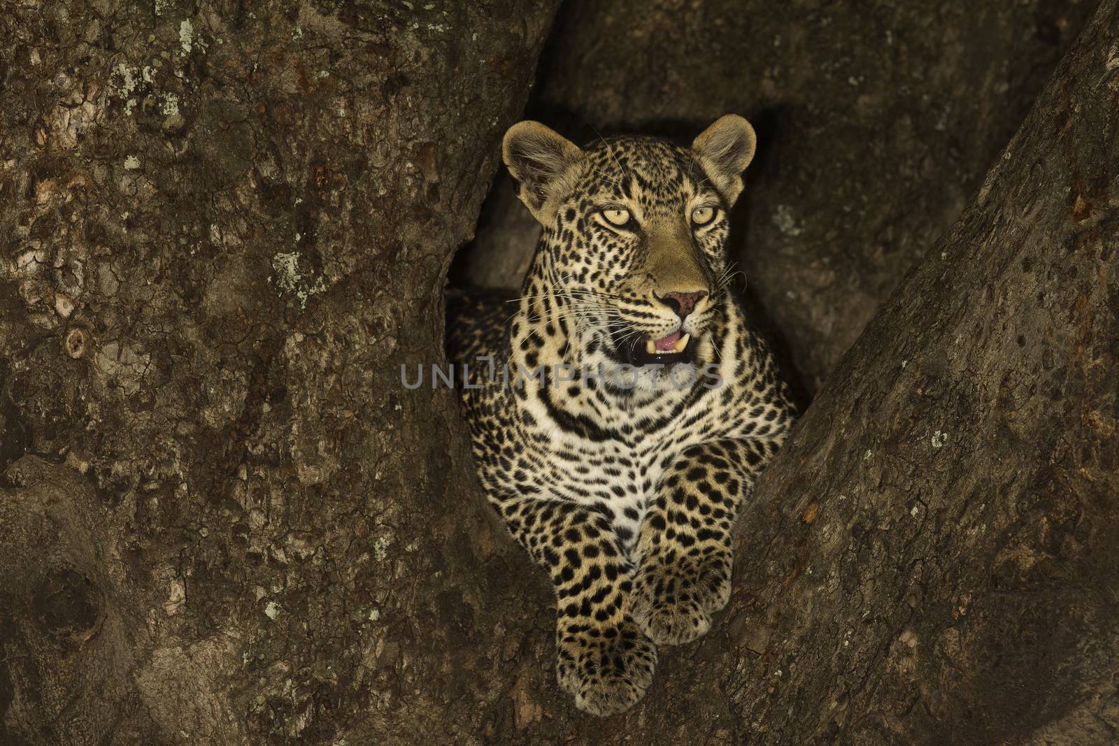 Leopard on tree in the wilderness of Africa