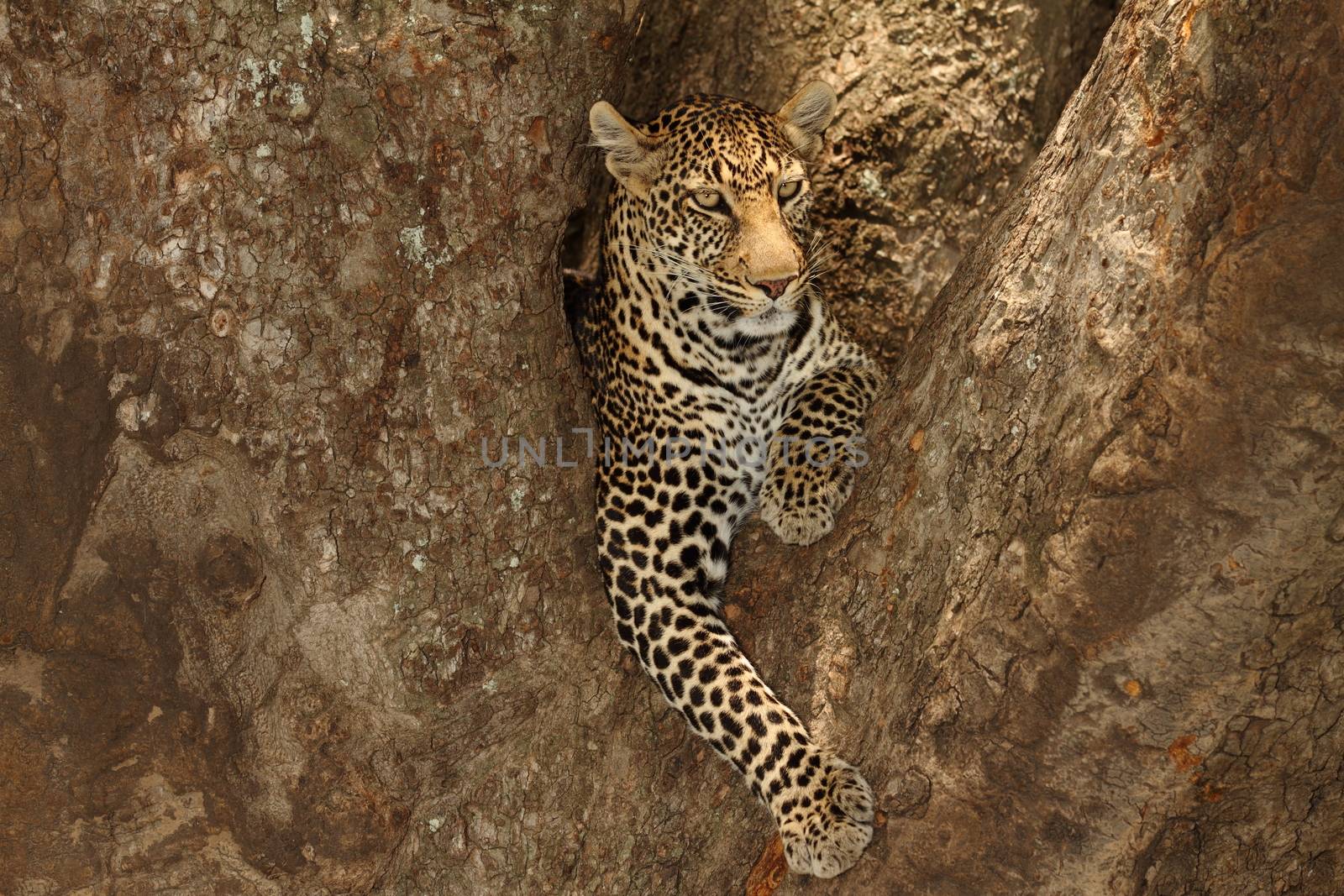 Leopard in the wilderness of Africa by ozkanzozmen