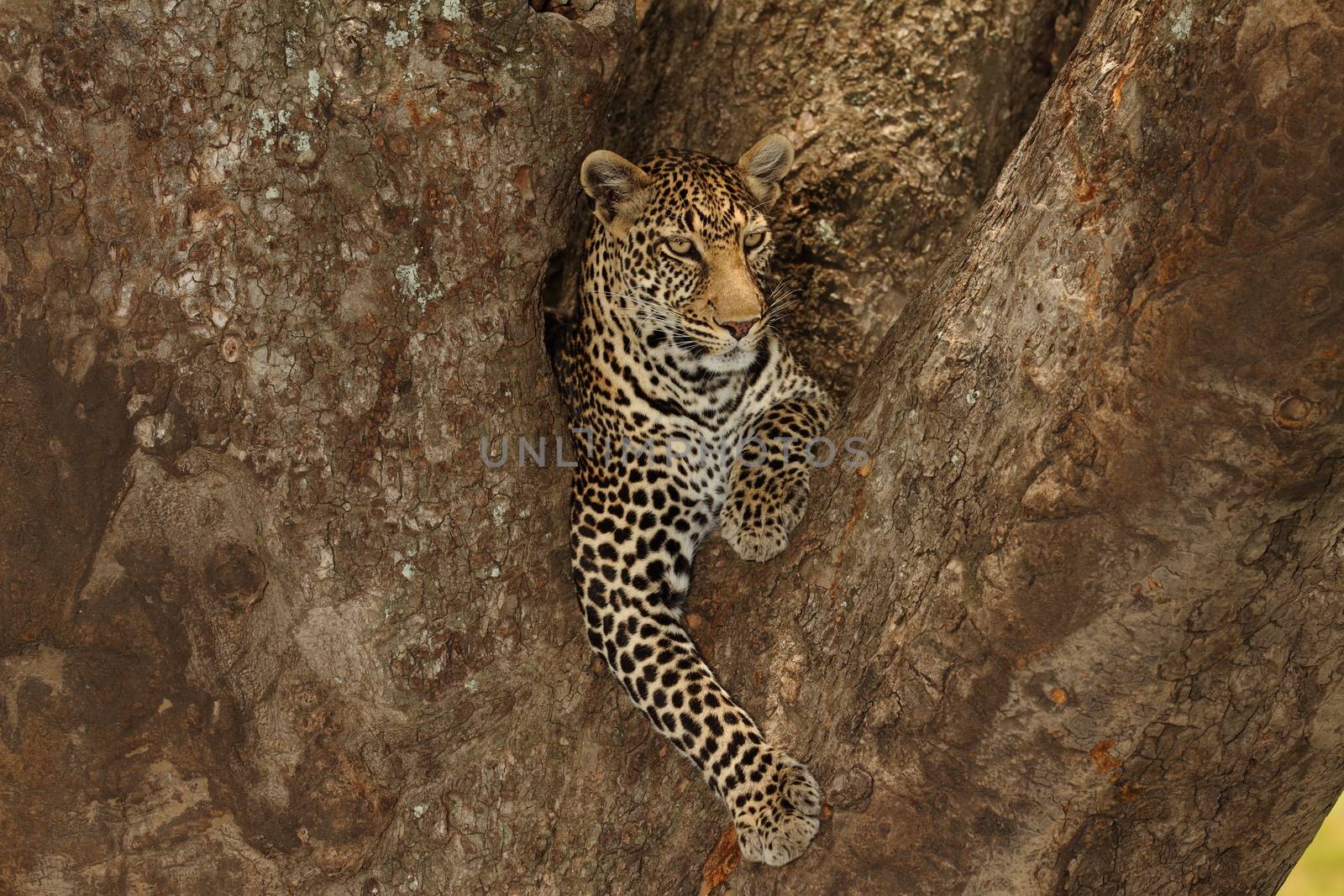 Leopard on tree in the wilderness of Africa