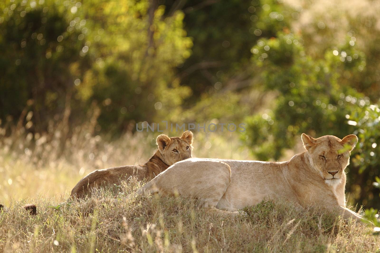 Lion cub in the wilderness of Africa