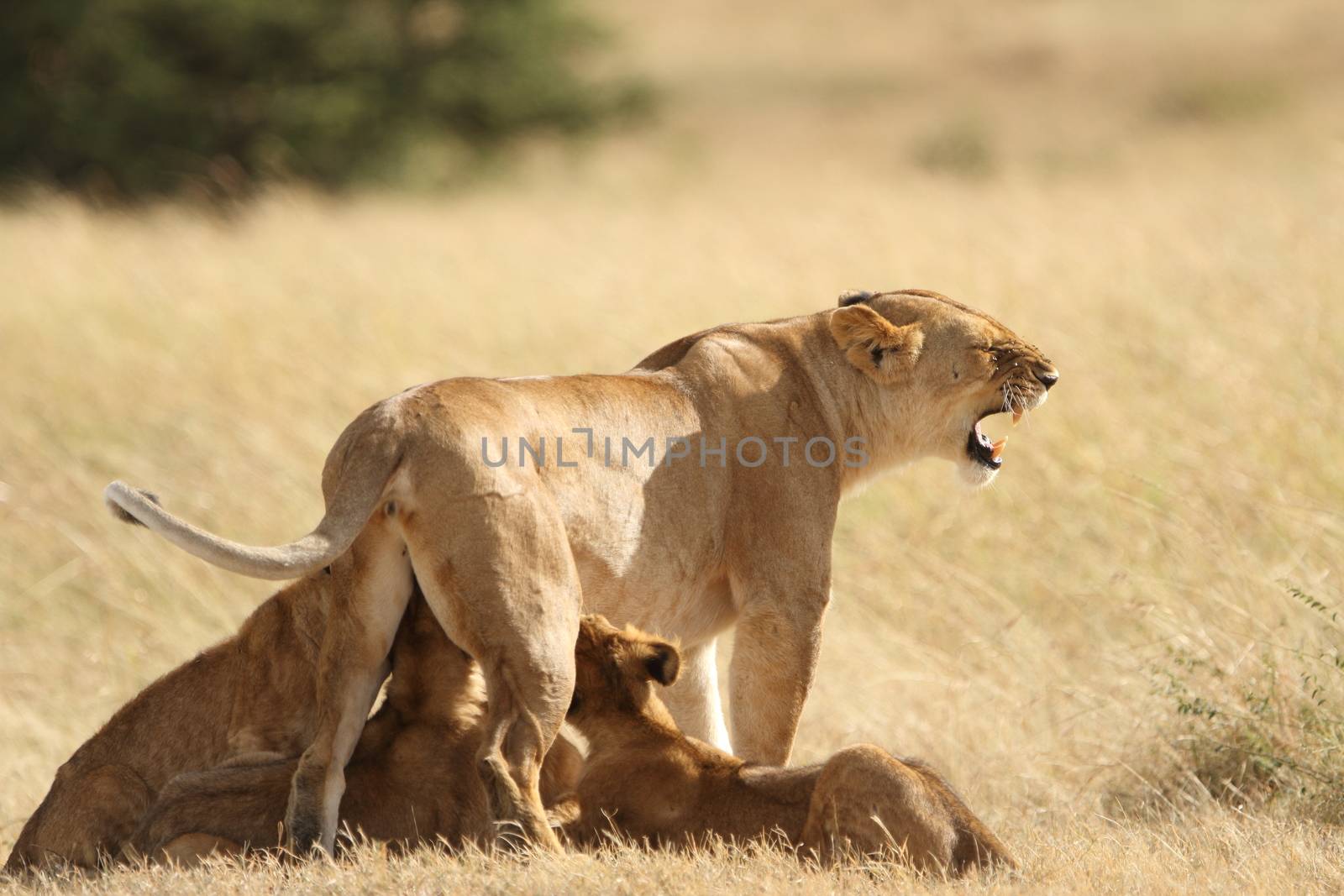 Lion cub in the wilderness of Africa