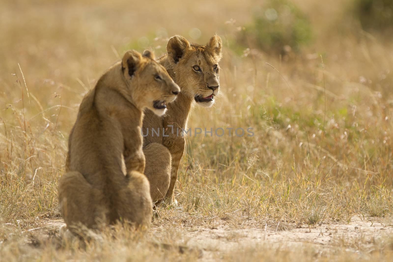 Lion cub in the wilderness by ozkanzozmen