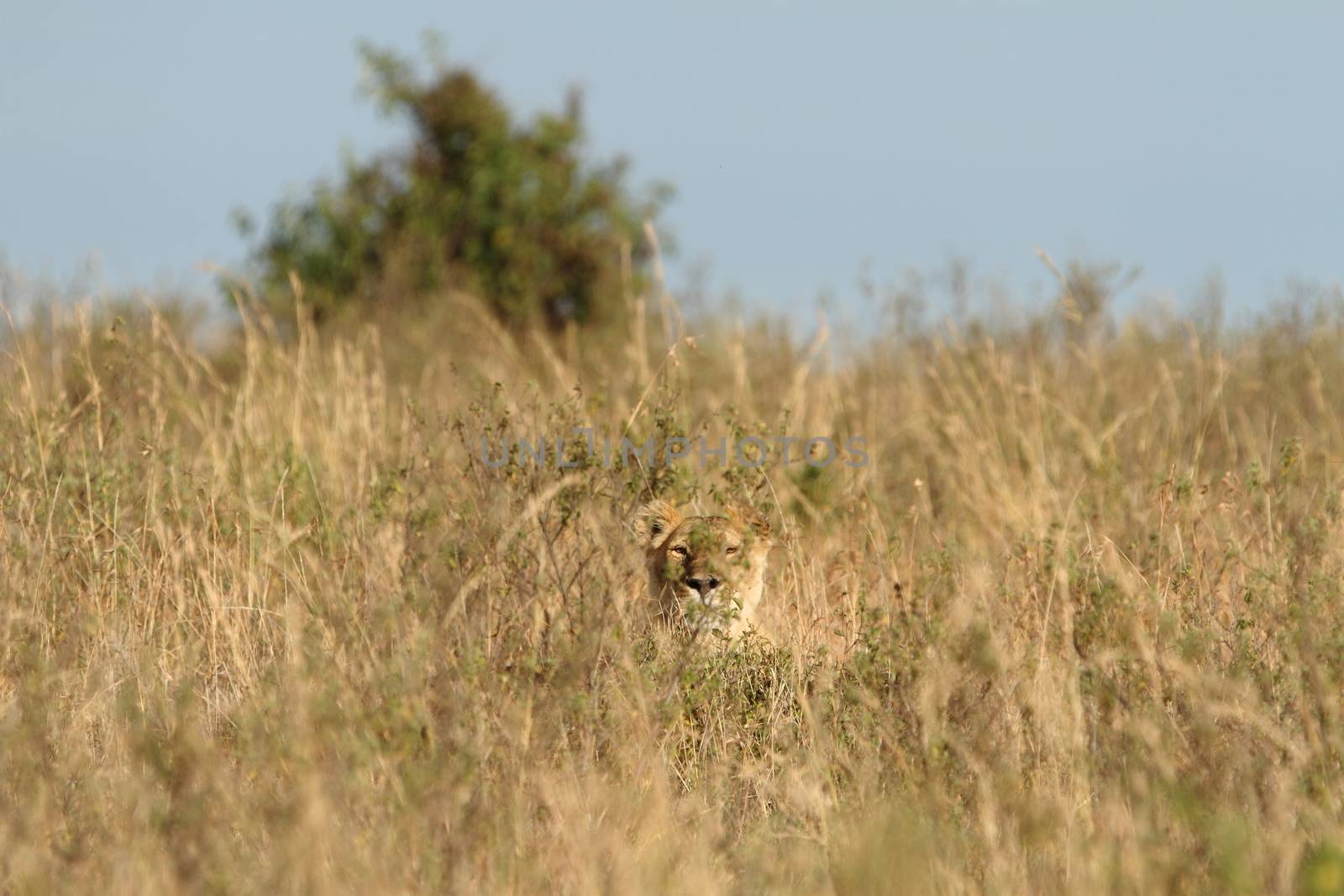 Lioness in the wilderness of Africa by ozkanzozmen