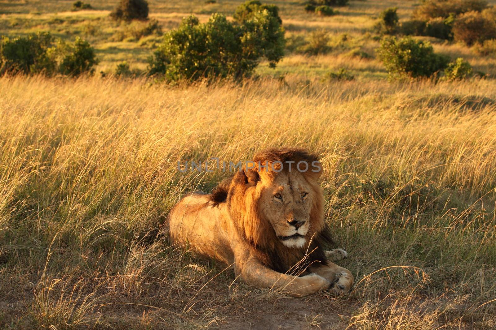 Male lion in the wilderness of Africa