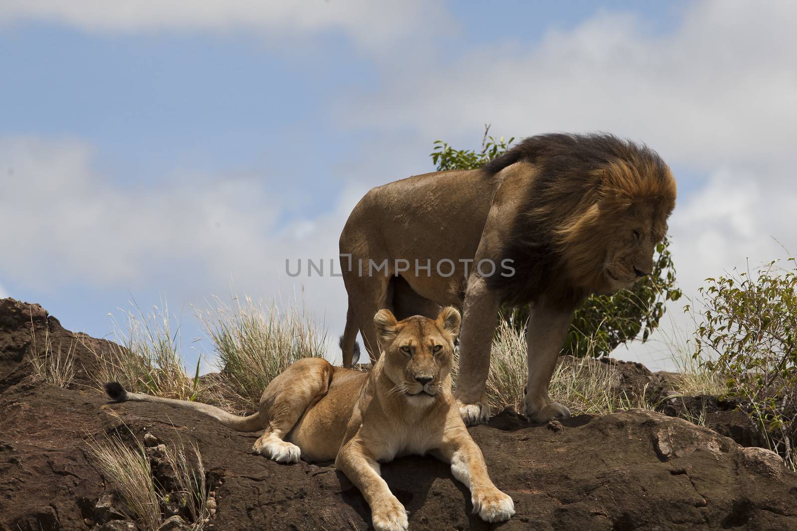 Male lion in the wilderness of Africa