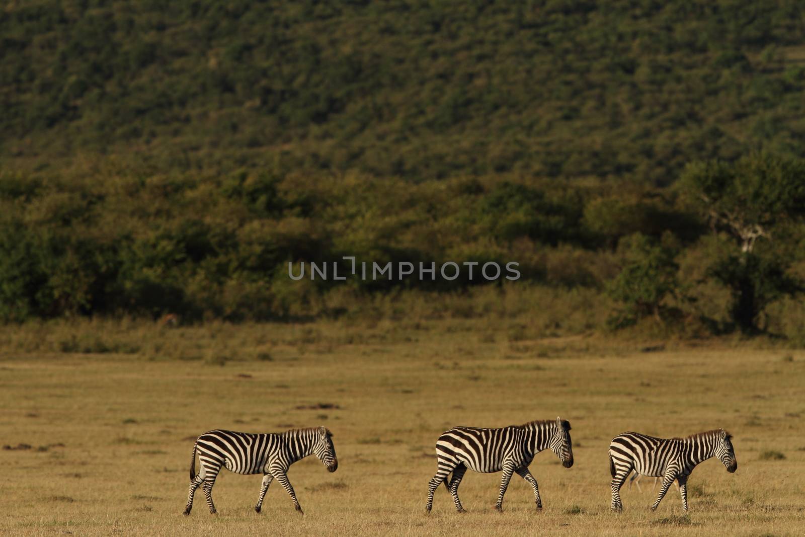 Zebra in the wilderness by ozkanzozmen