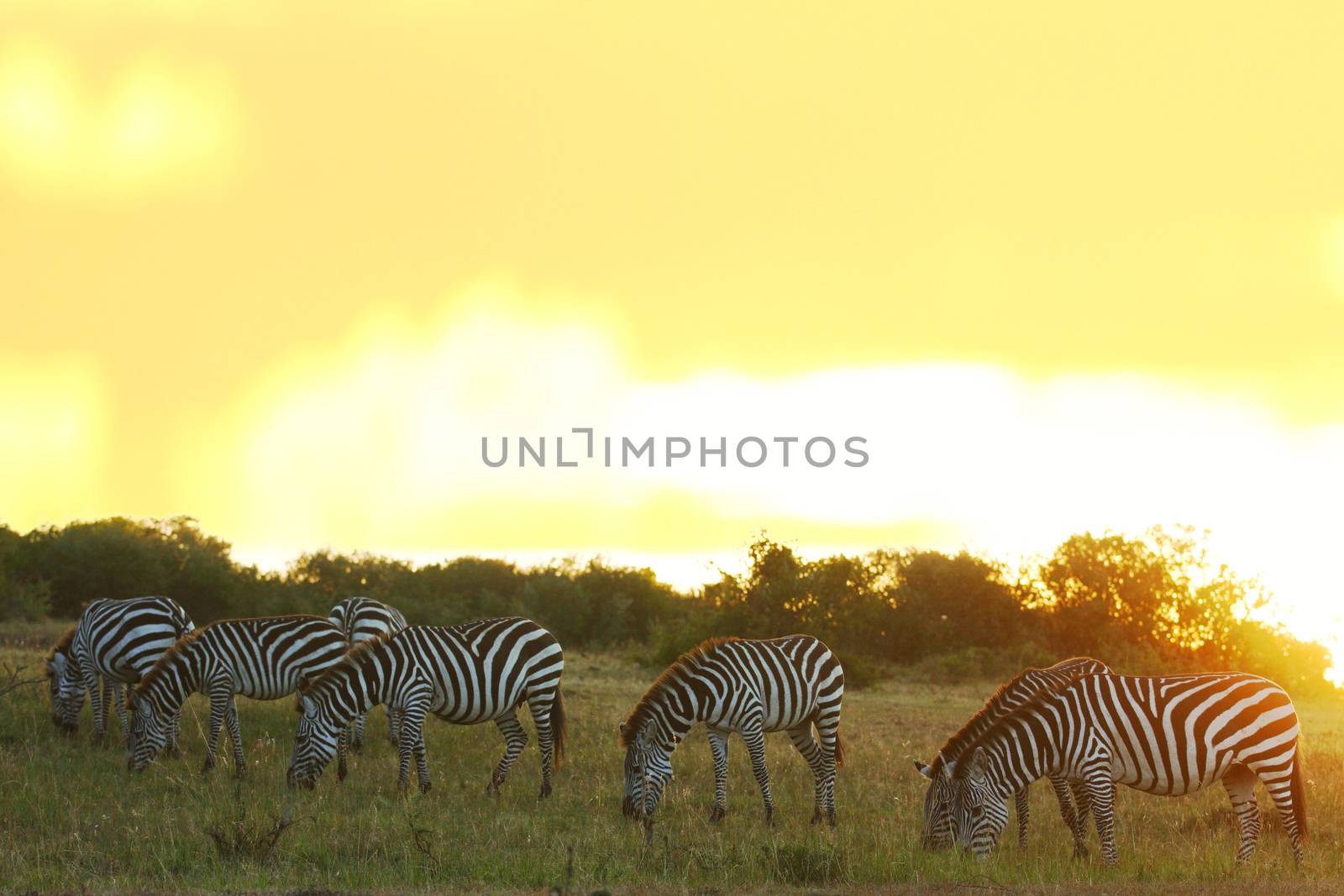 Zebras in the wilderness of Africa