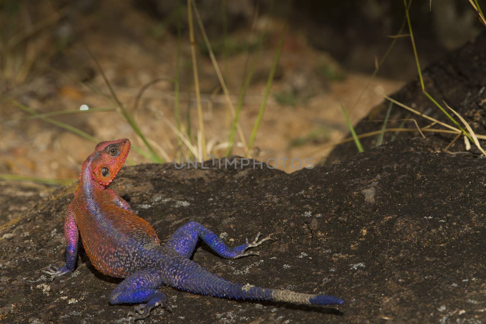 Agama agama in the wilderness of Africa