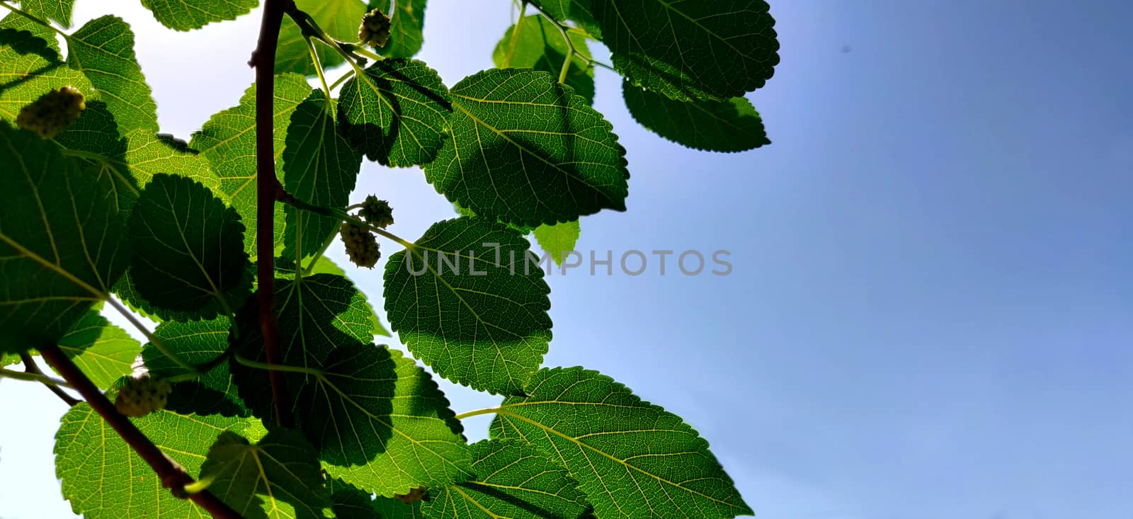 Background image of mulberry tree leaves against sun in afternoon by mshivangi92