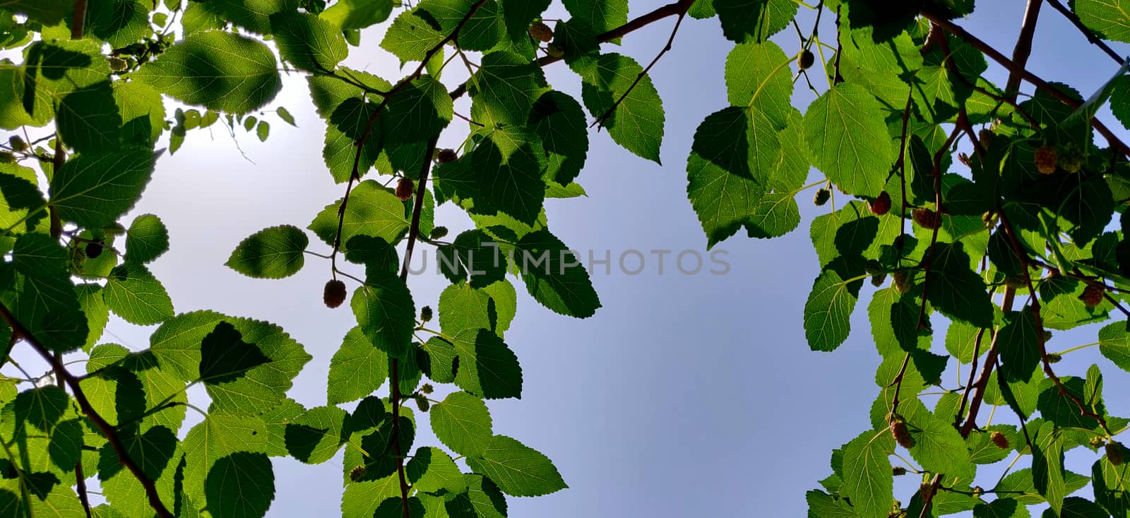 Mulberry tree leaves against sun in afternoon daylight