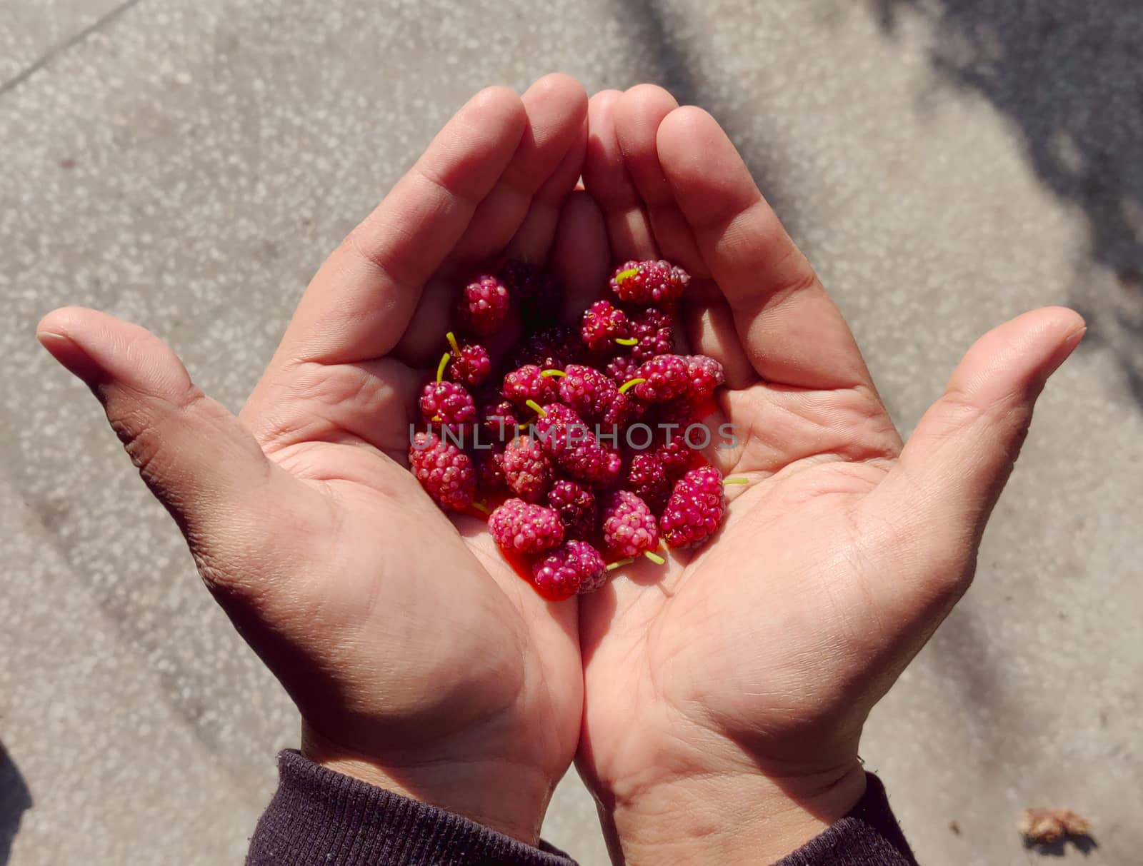 Holding fresh Mulberry right out of farm in hand in daylight