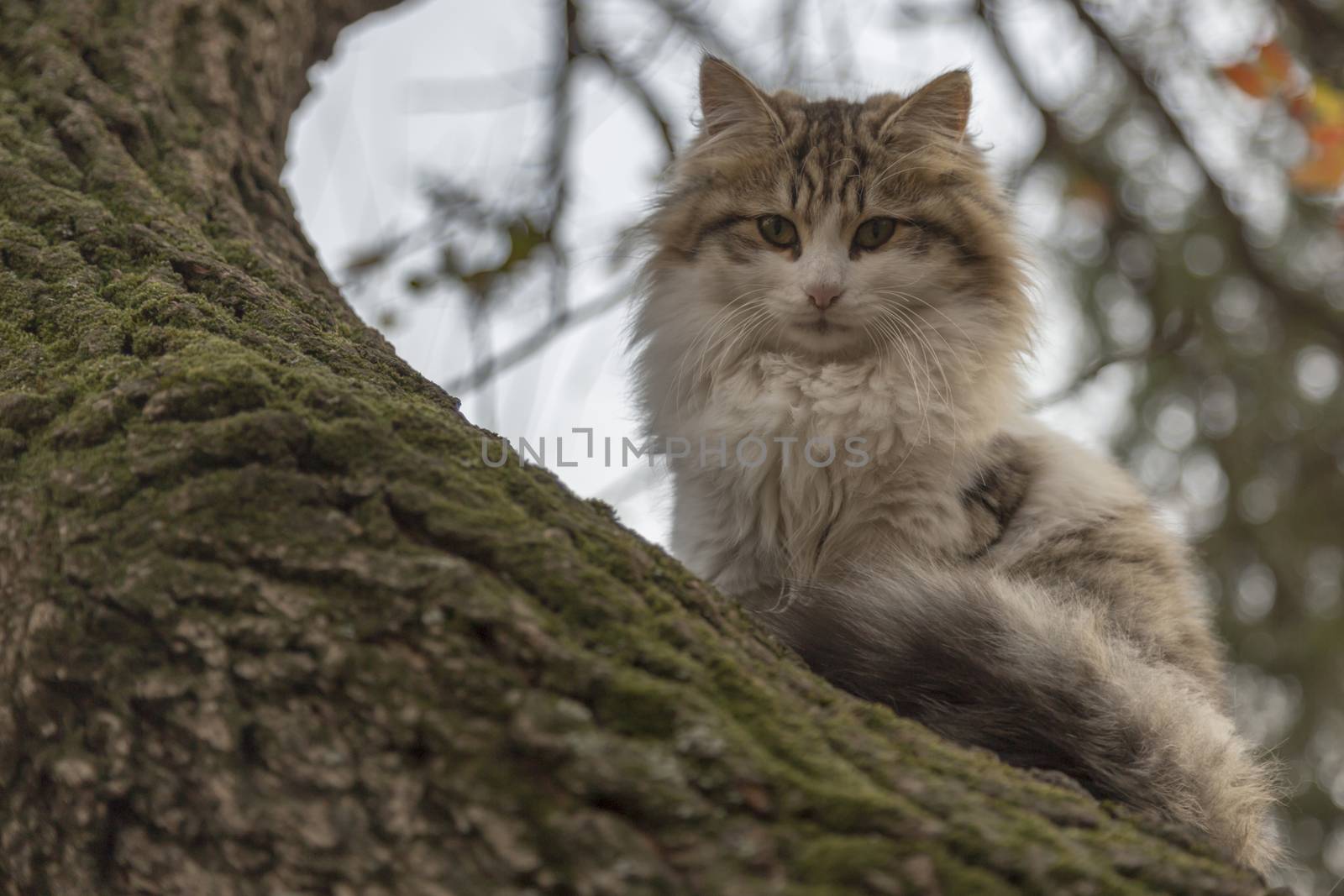 our lovely friends in nature are cats by yilmazsavaskandag