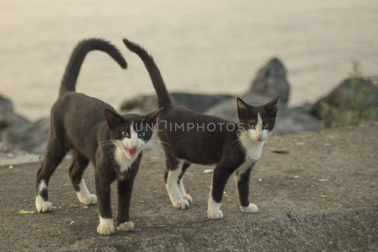 our lovely friends in nature are cats by yilmazsavaskandag