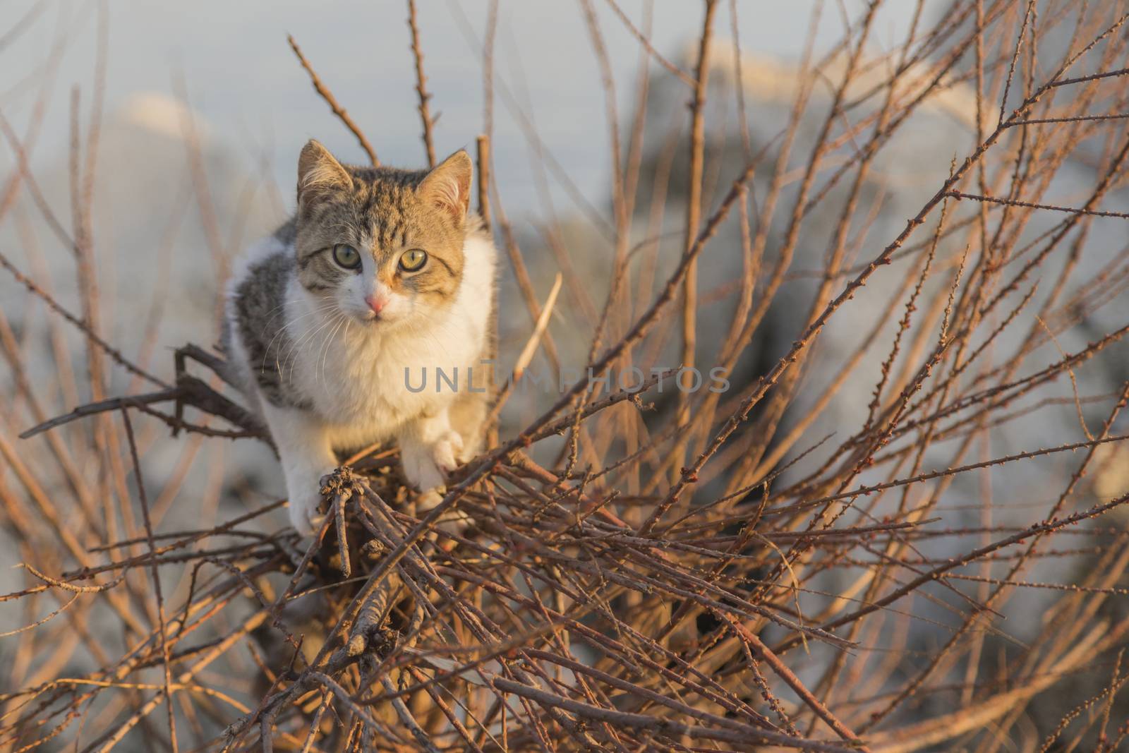 our lovely friends in nature are cats