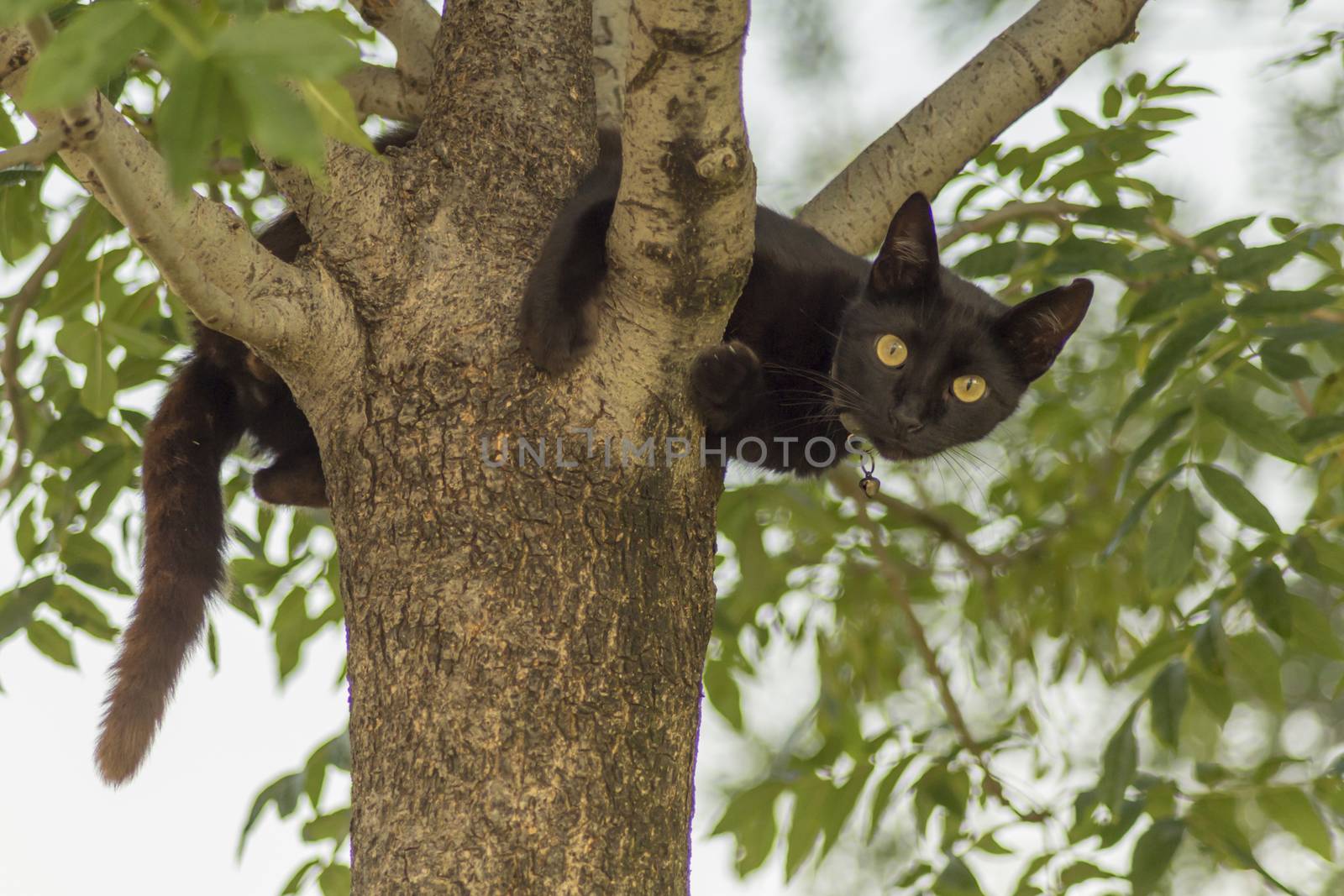 our lovely friends in nature are cats