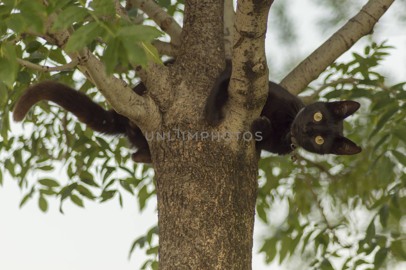 our lovely friends in nature are cats by yilmazsavaskandag