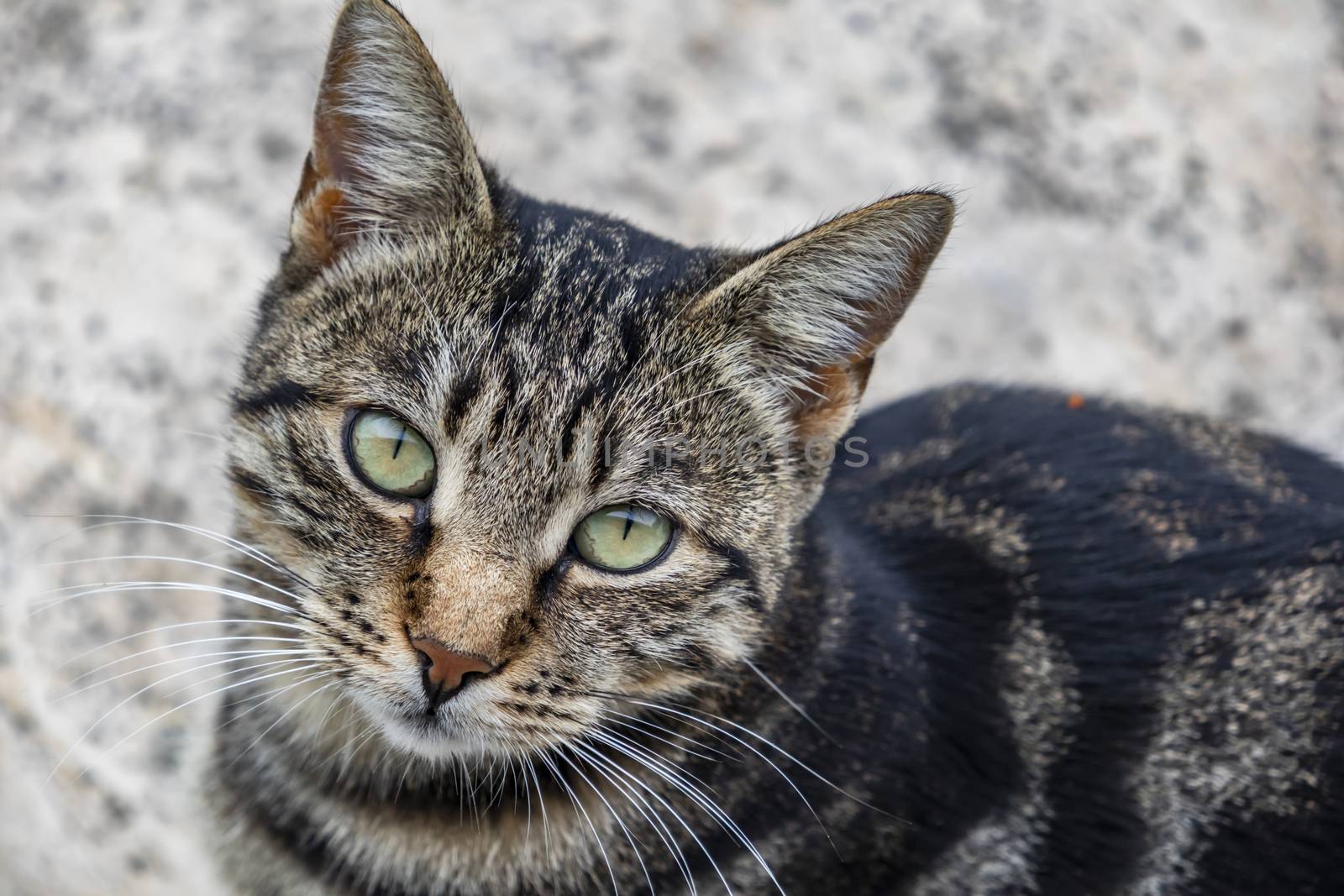 our lovely friends in nature are cats