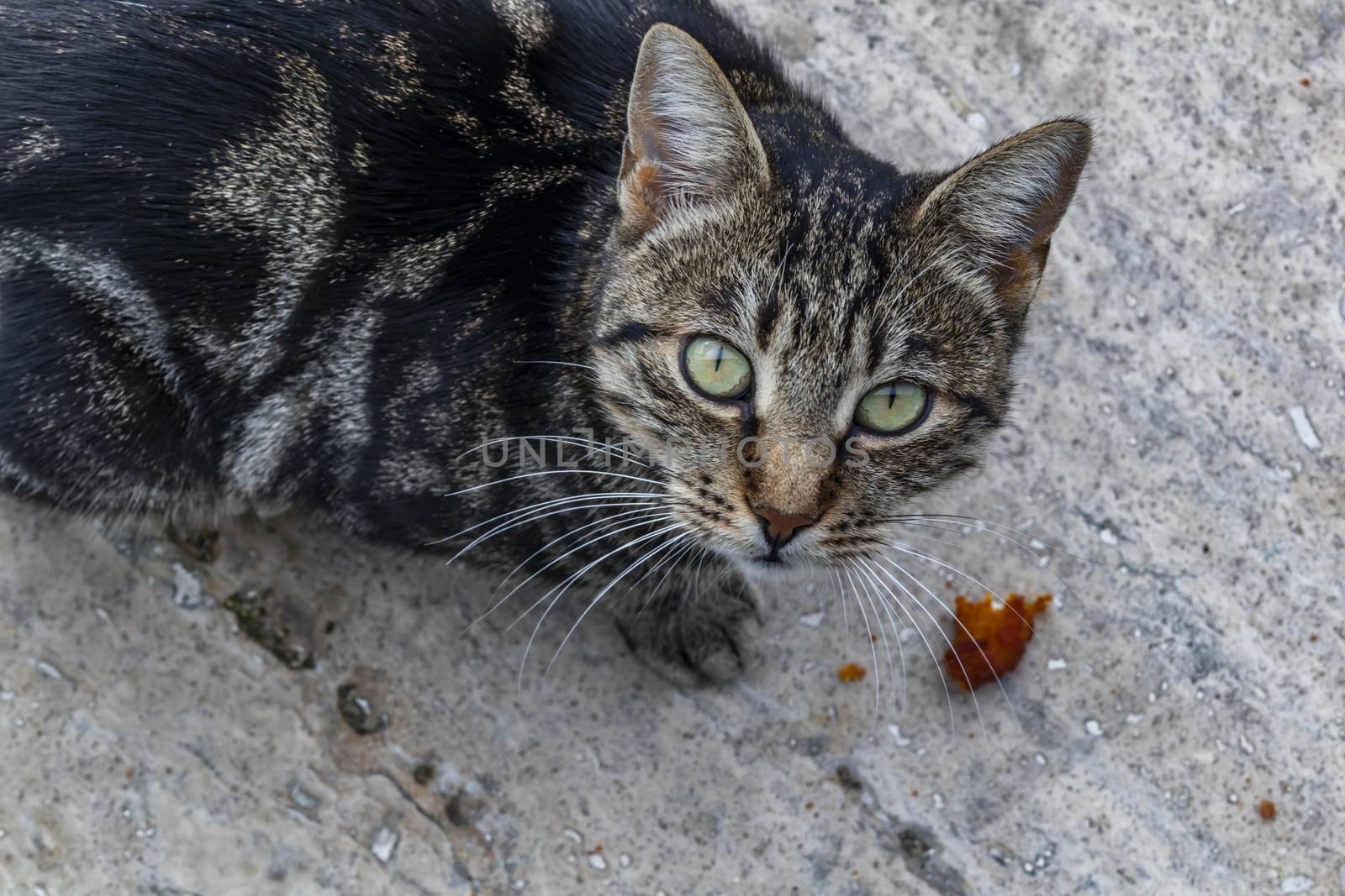 our lovely friends in nature are cats by yilmazsavaskandag