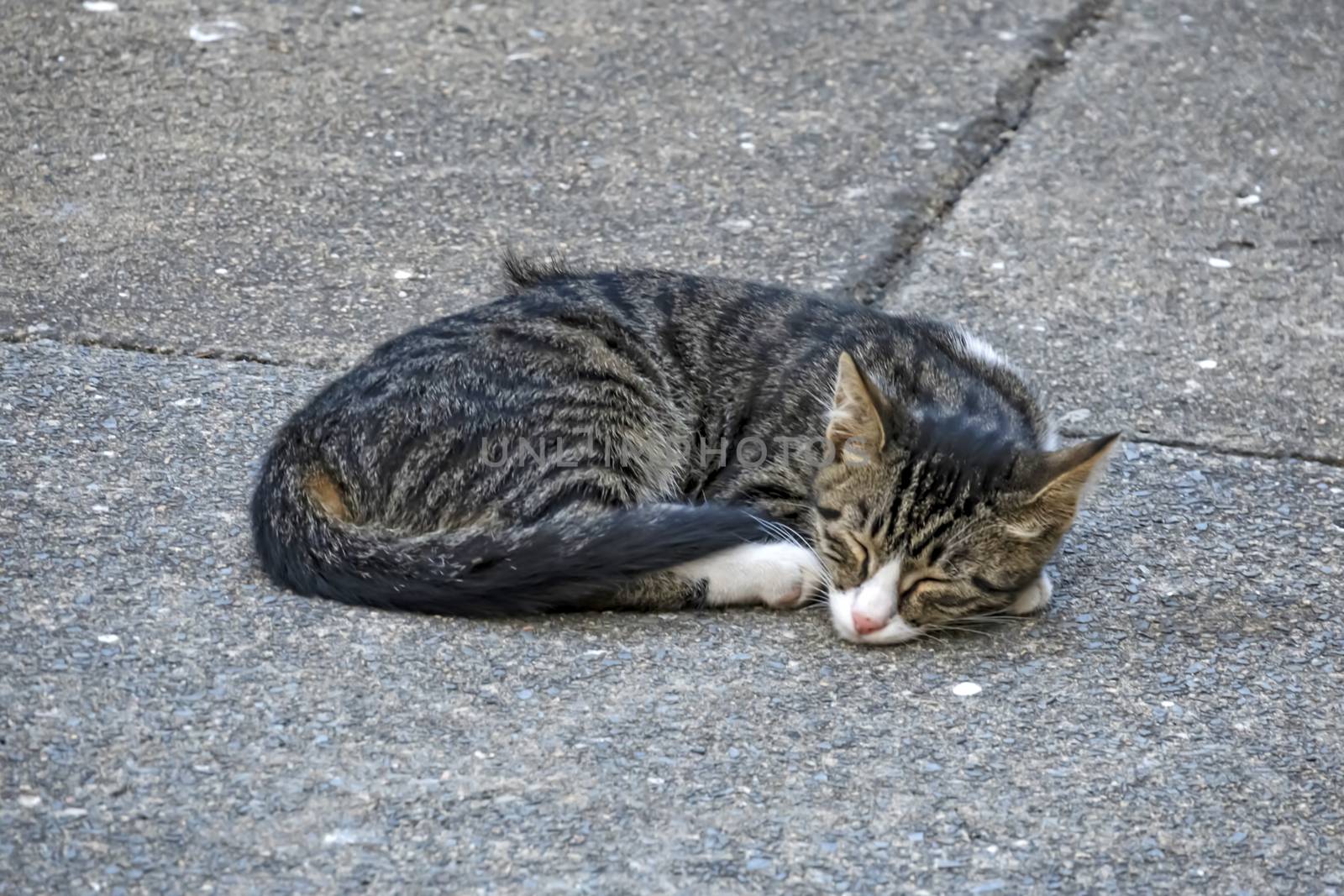 our lovely friends in nature are cats