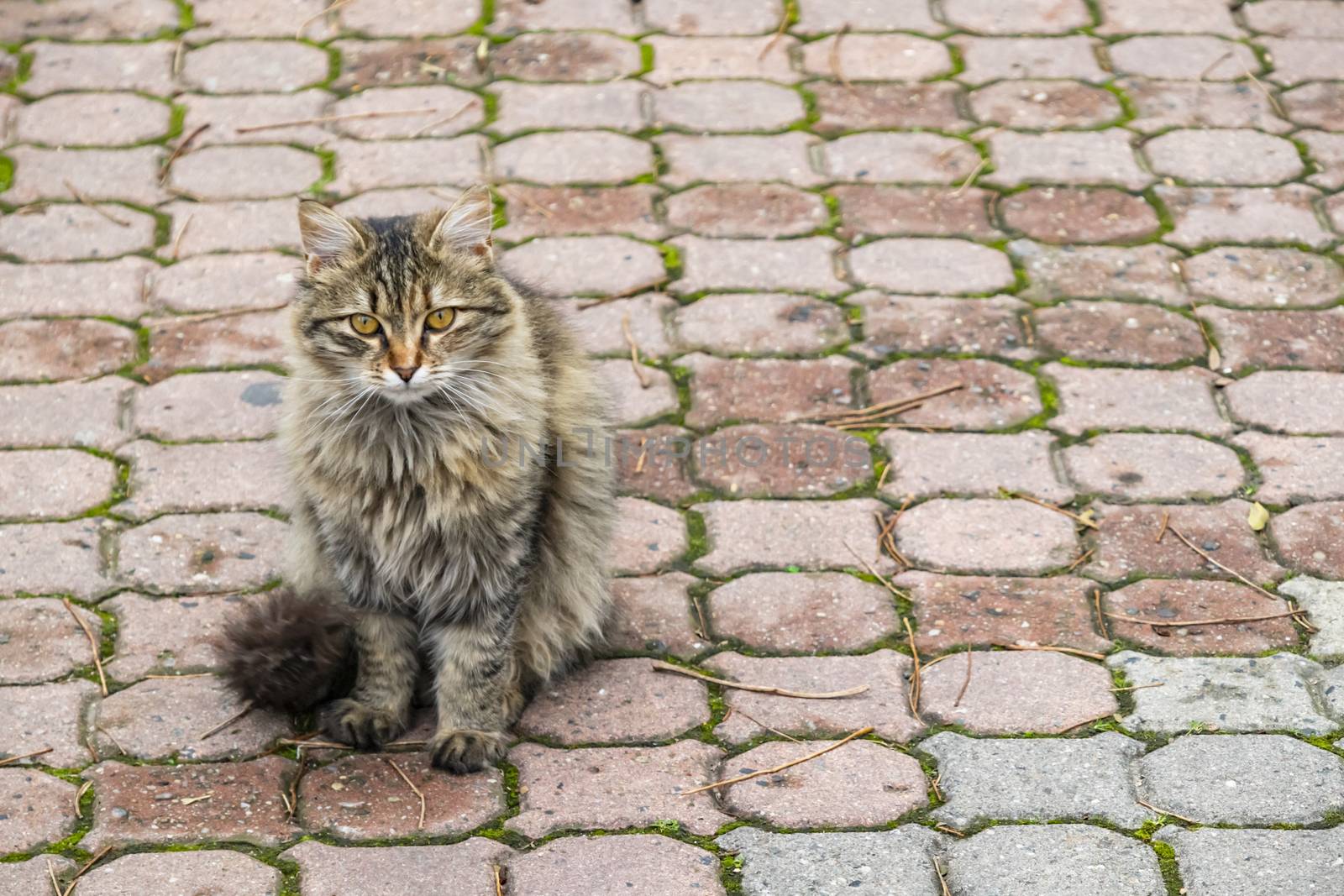 our lovely friends in nature are cats