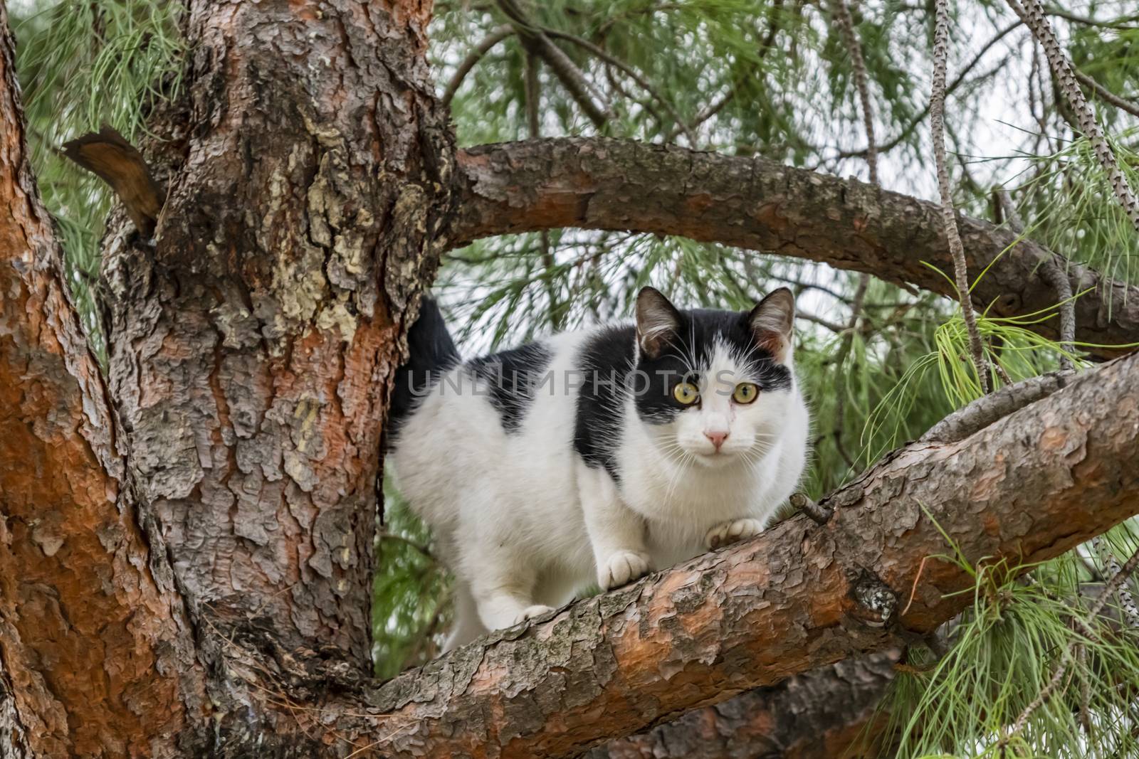 our lovely friends in nature are cats