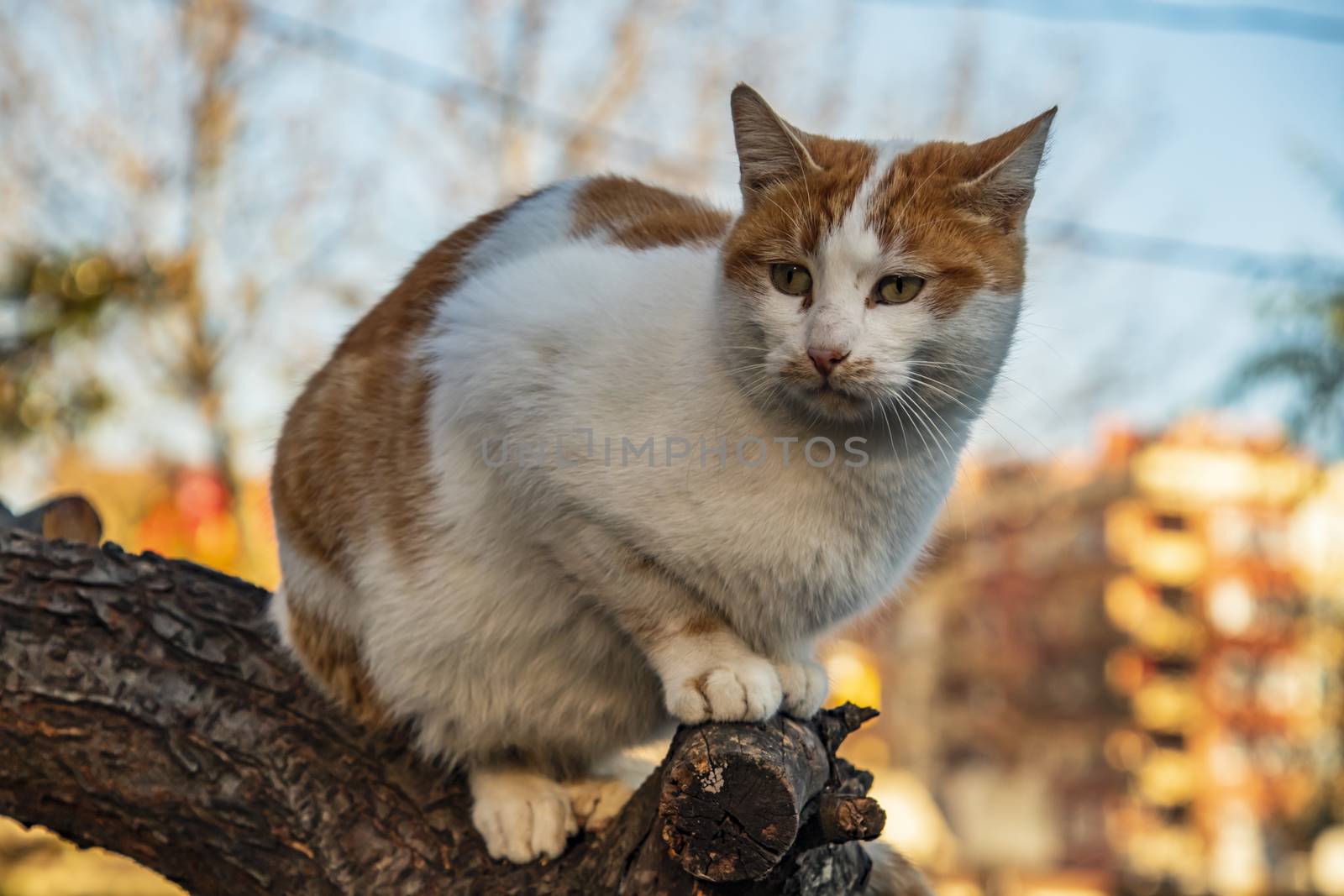 our lovely friends in nature are cats