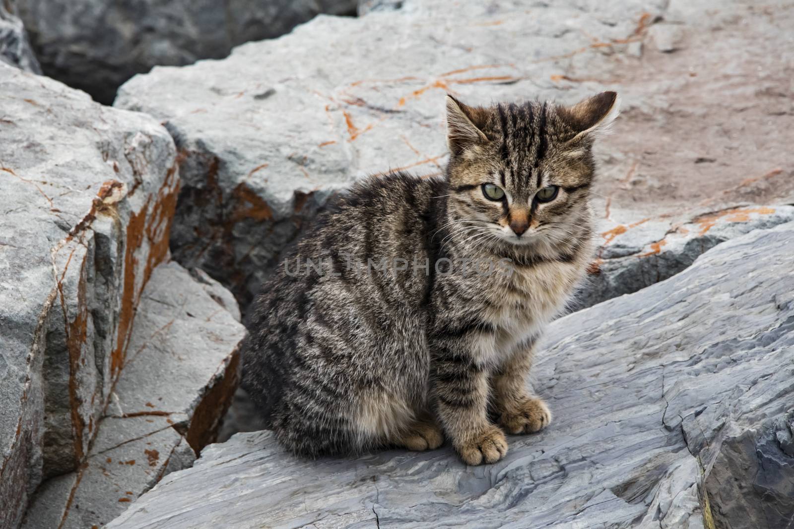 our lovely friends in nature are cats