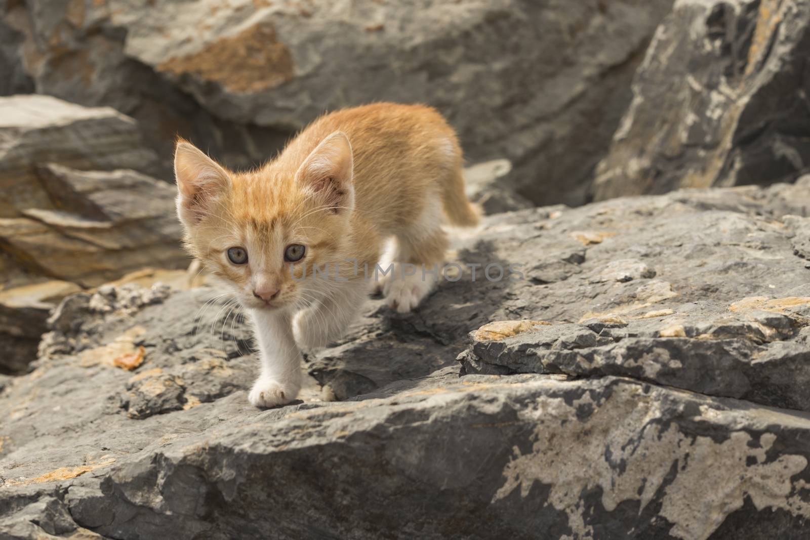 our lovely friends in nature are cats by yilmazsavaskandag