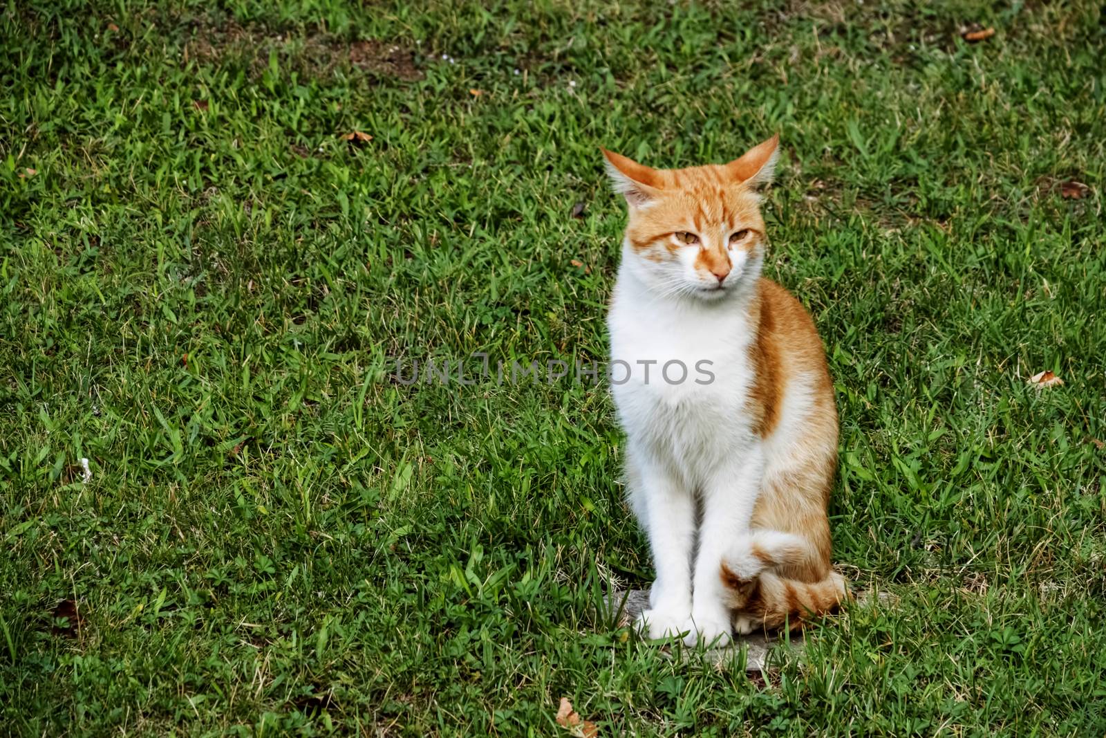 our lovely friends in nature are cats by yilmazsavaskandag