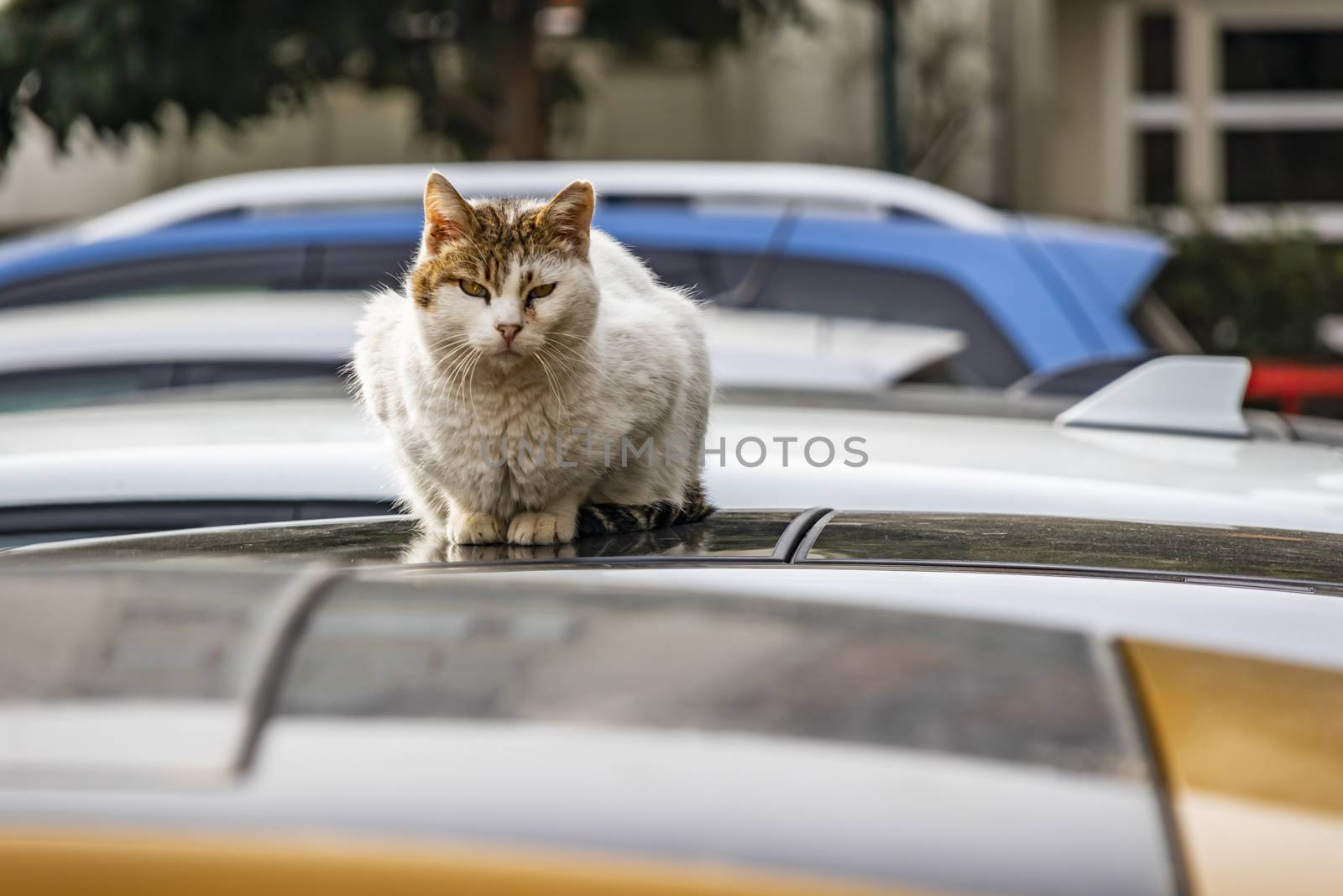 our lovely friends in nature are cats by yilmazsavaskandag