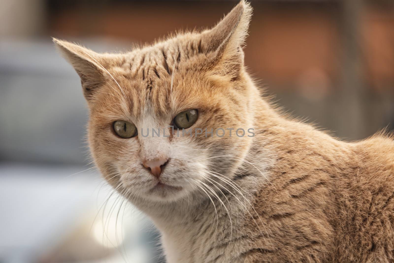 our lovely friends in nature are cats