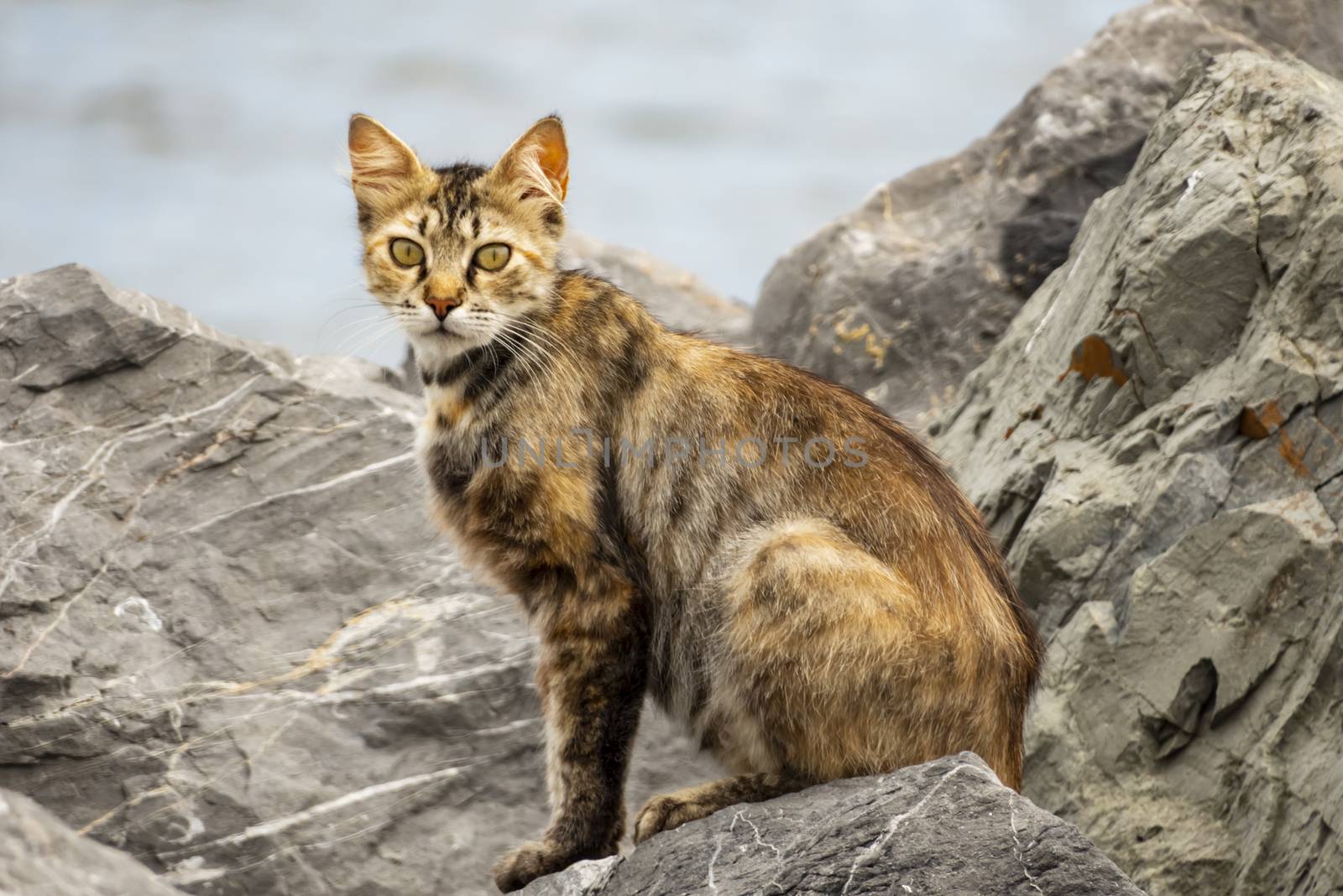 our lovely friends in nature are cats