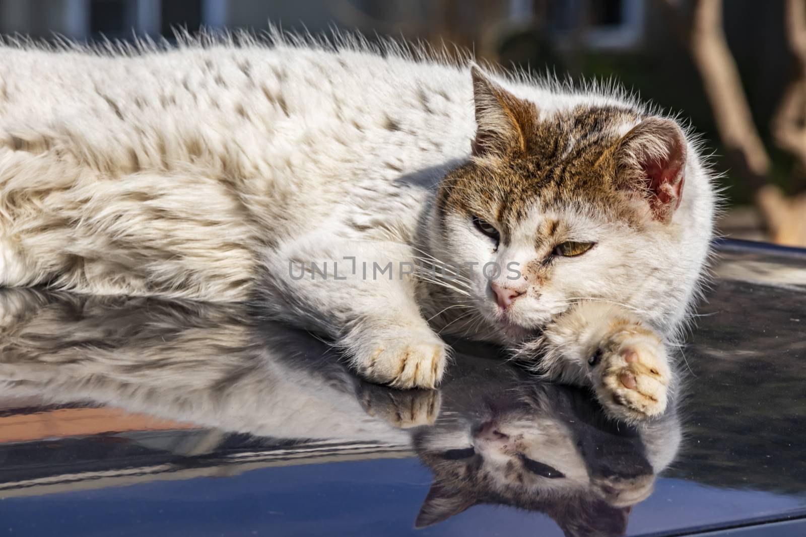 our lovely friends in nature are cats by yilmazsavaskandag