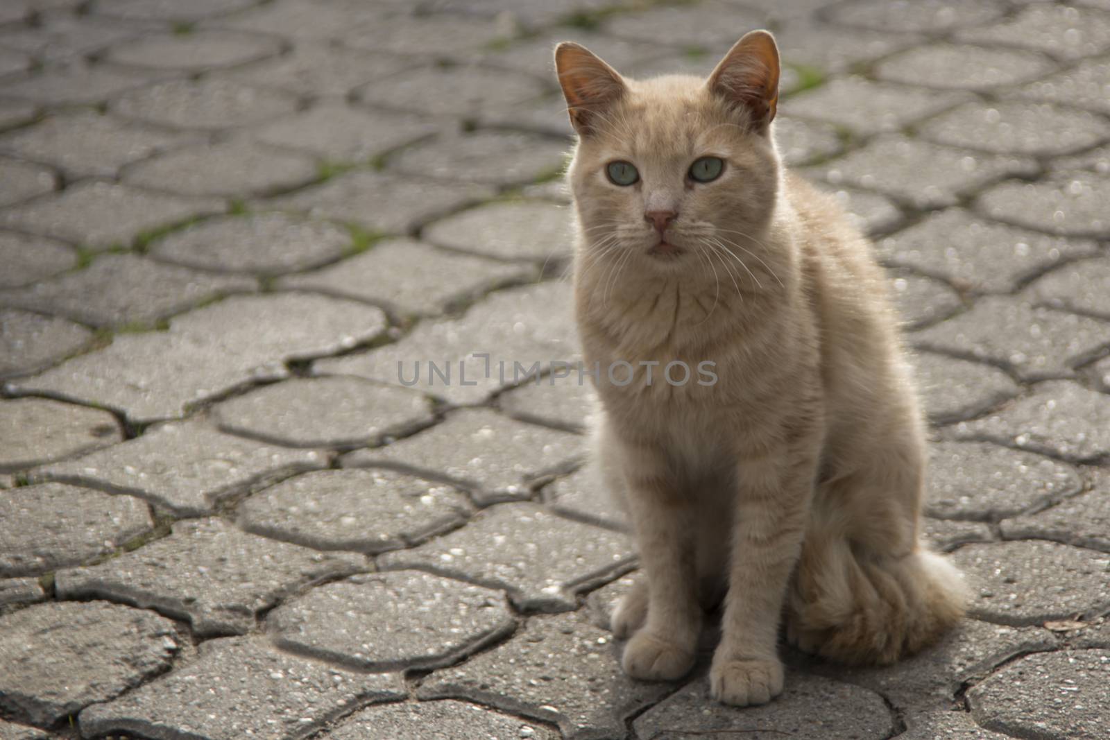 our lovely friends in nature are cats