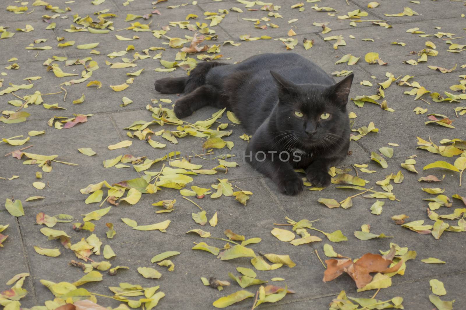 our lovely friends in nature are cats