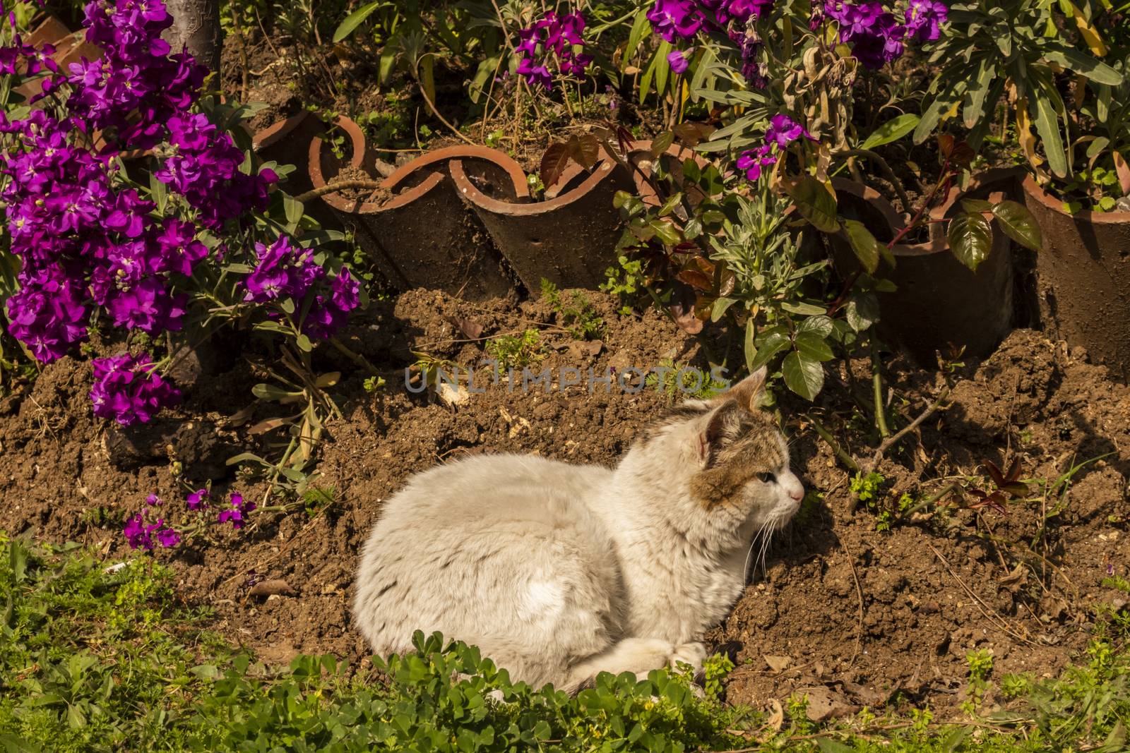 our lovely friends in nature are cats by yilmazsavaskandag