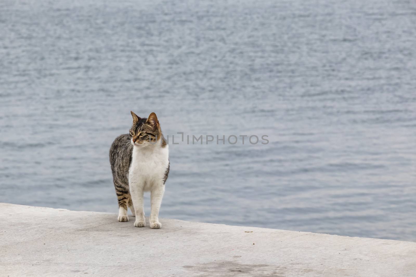 our lovely friends in nature are cats by yilmazsavaskandag