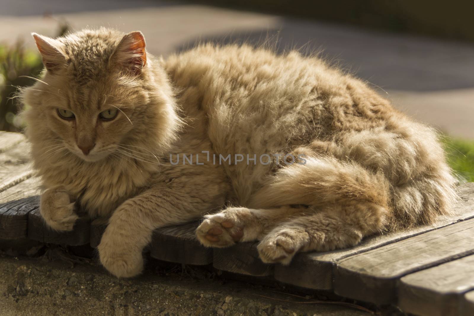 our lovely friends in nature are cats