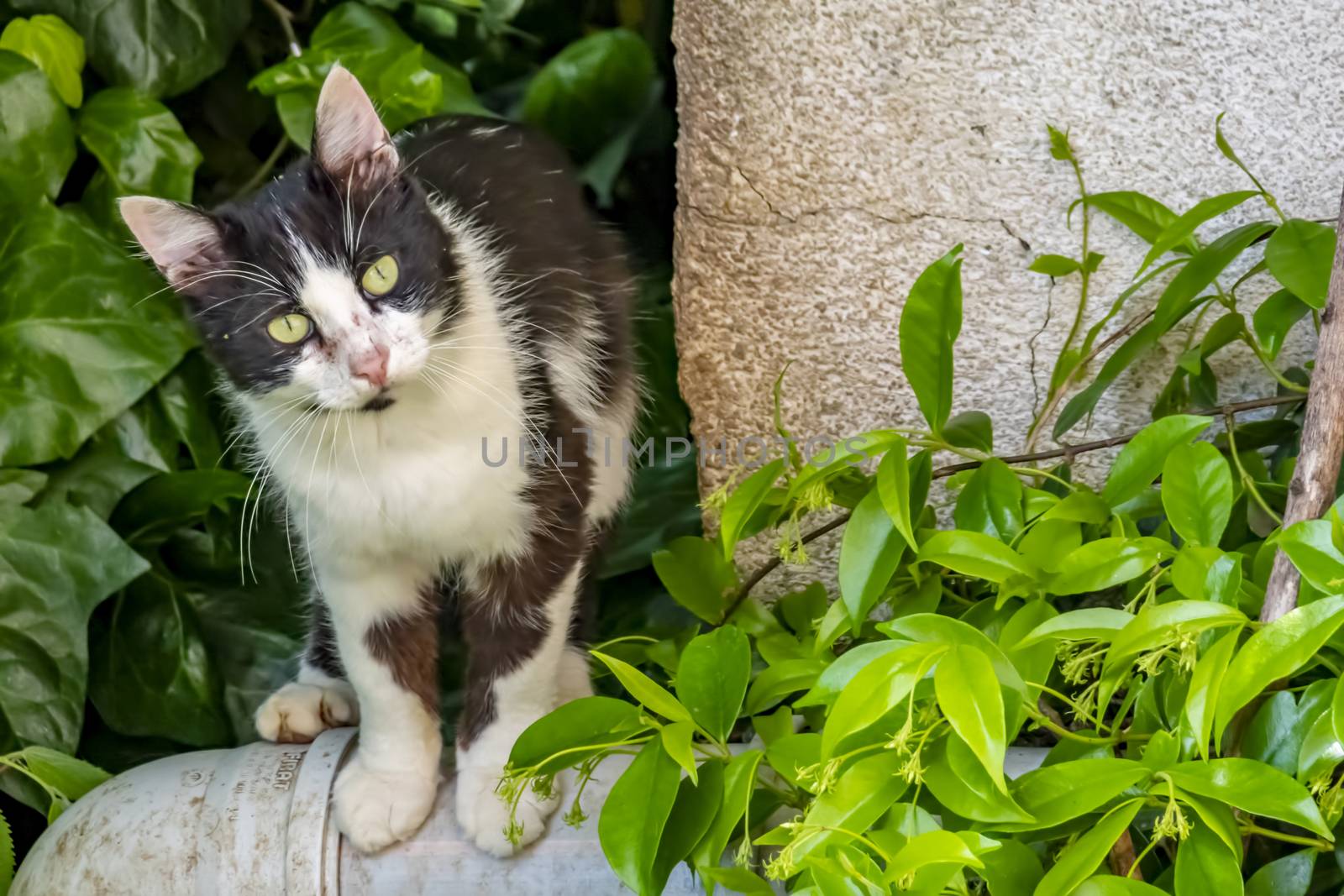 our lovely friends in nature are cats