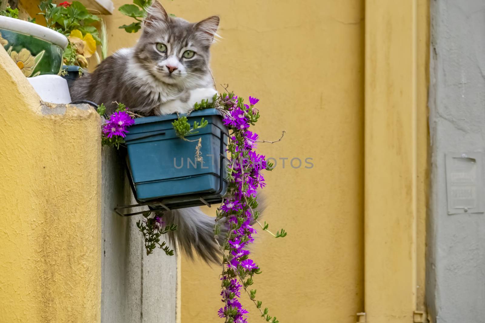 our lovely friends in nature are cats