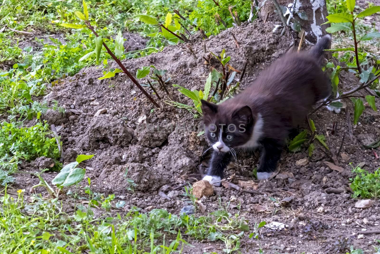 our lovely friends in nature are cats