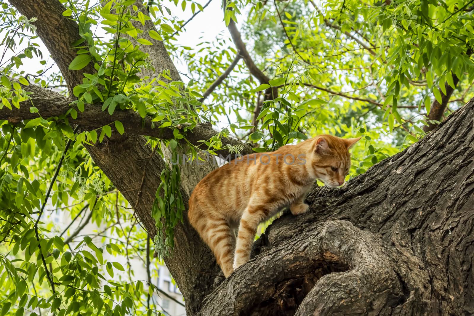 our lovely friends in nature are cats by yilmazsavaskandag