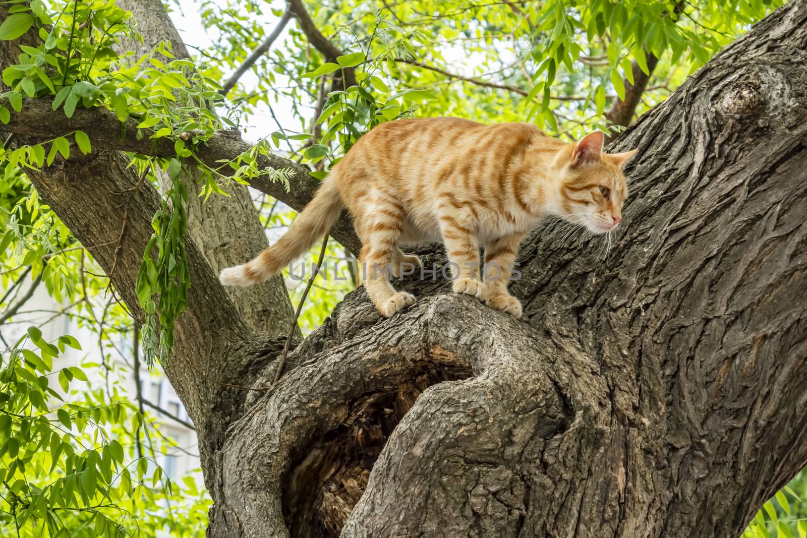 our lovely friends in nature are cats by yilmazsavaskandag