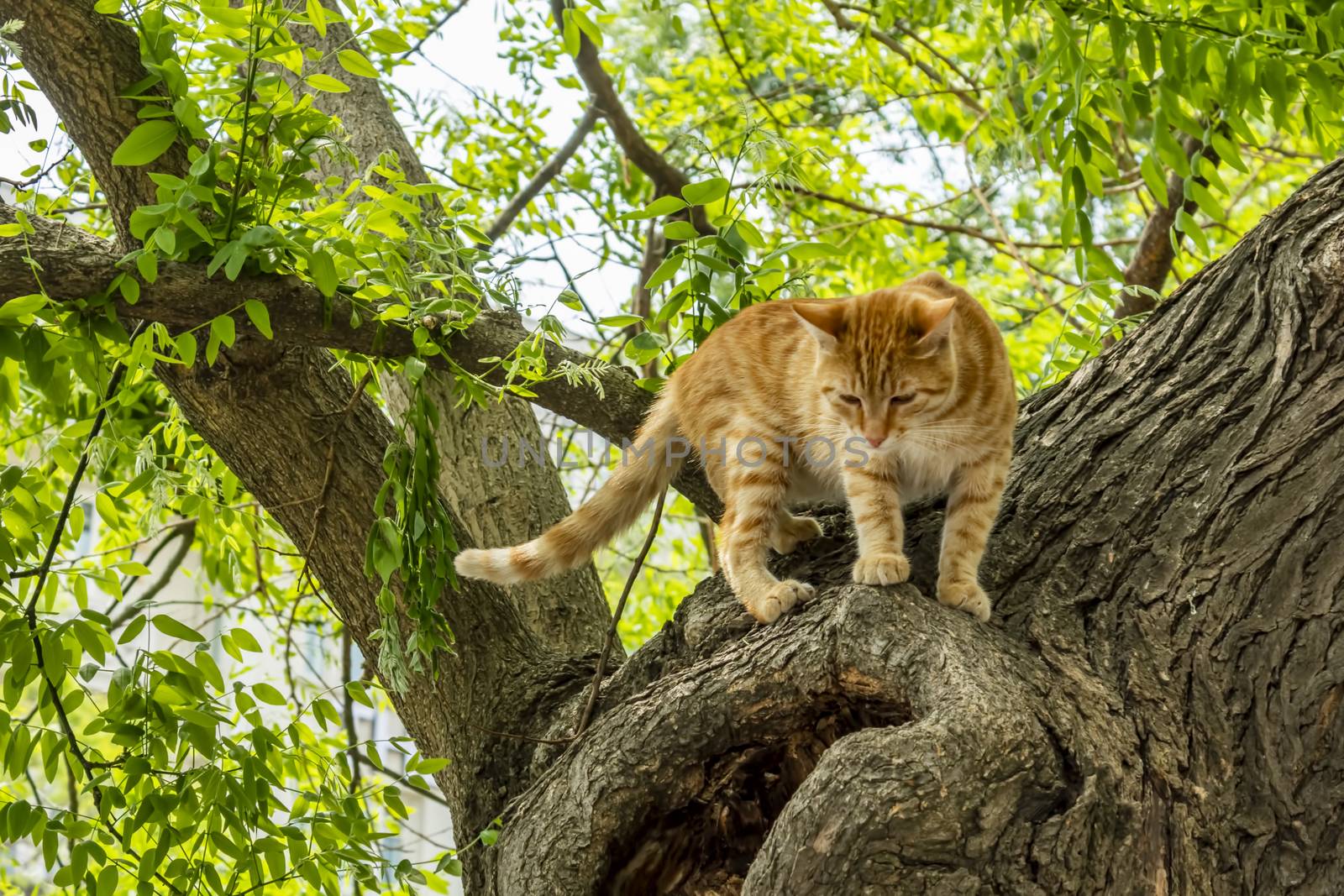 our lovely friends in nature are cats