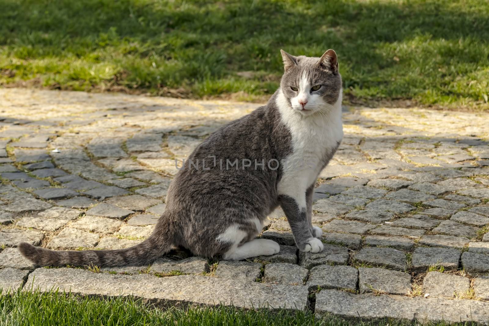 our lovely friends in nature are cats by yilmazsavaskandag