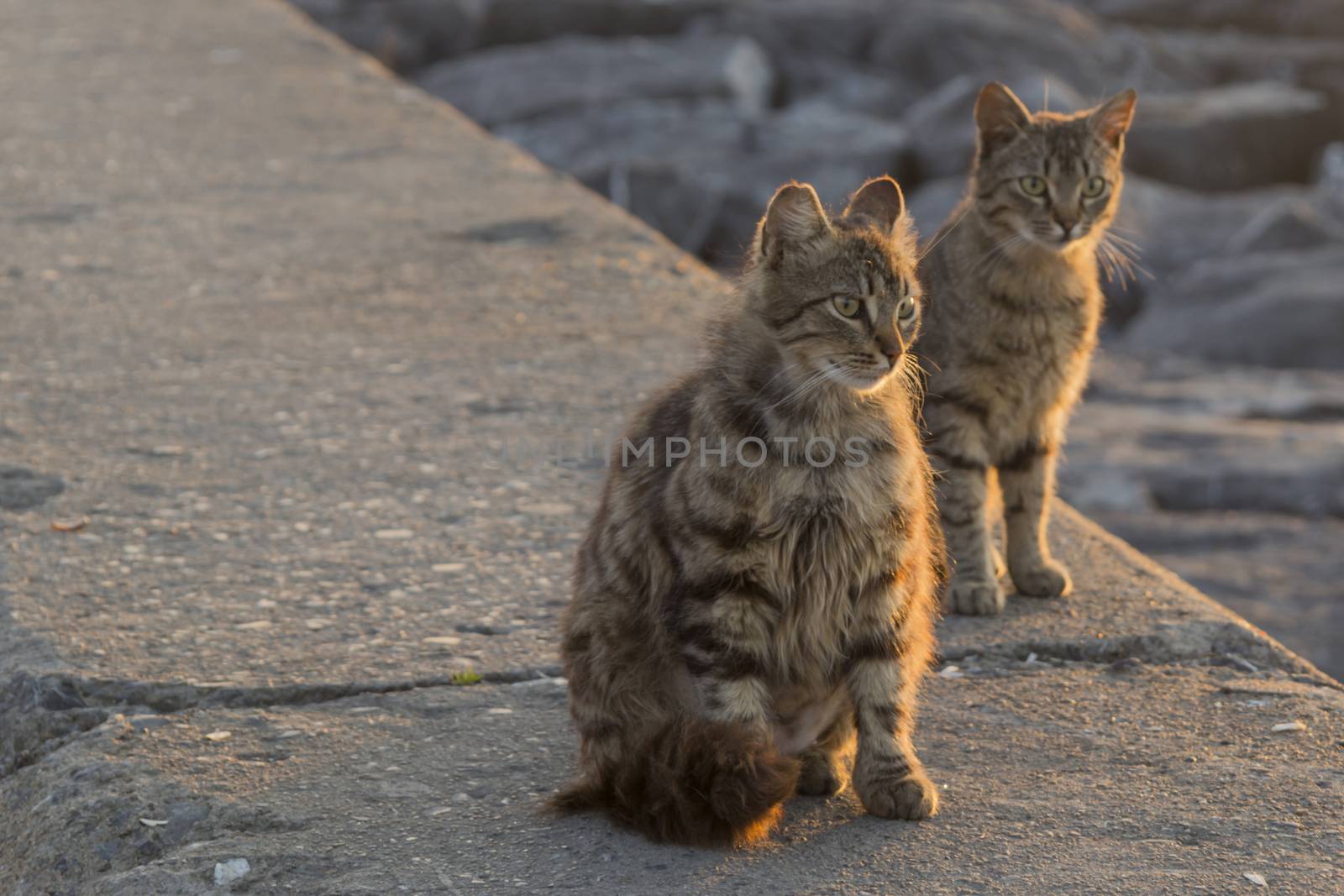 our lovely friends in nature are cats by yilmazsavaskandag